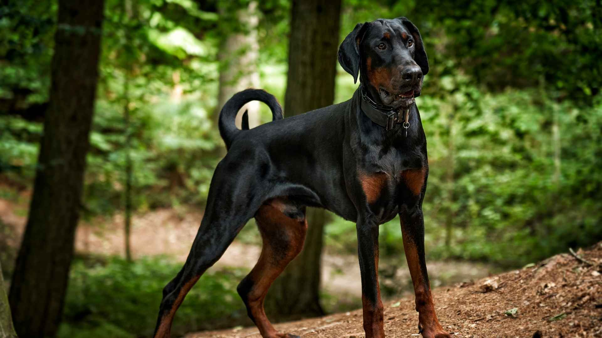 7 Dog Breeds That Look Like Rottweilers and Could Fool You