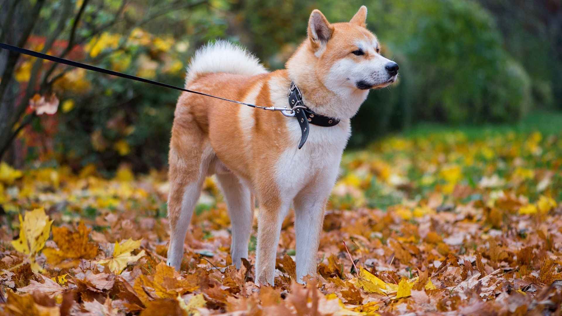 7 Dog Breeds That Look Like Wolves