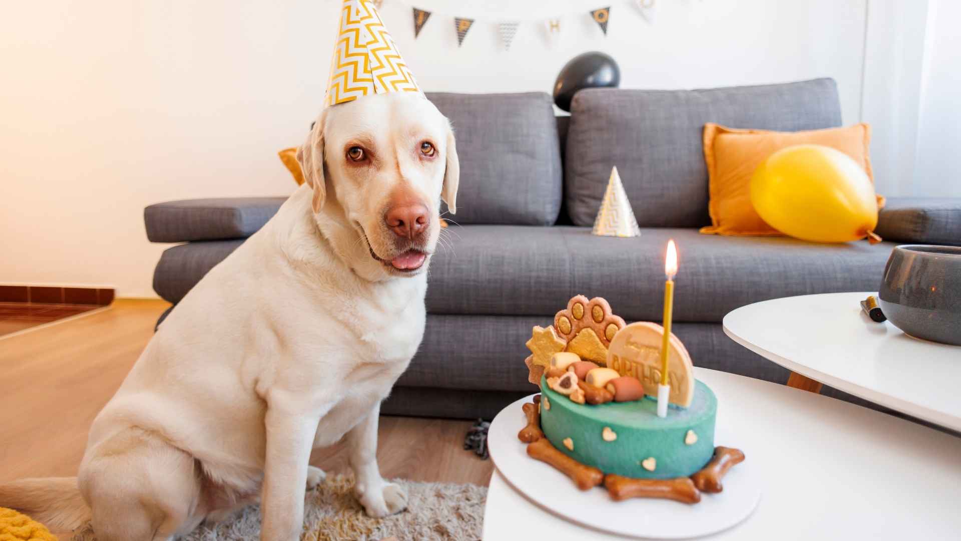 7 Dog Breeds That Love Birthday Parties and Festivities