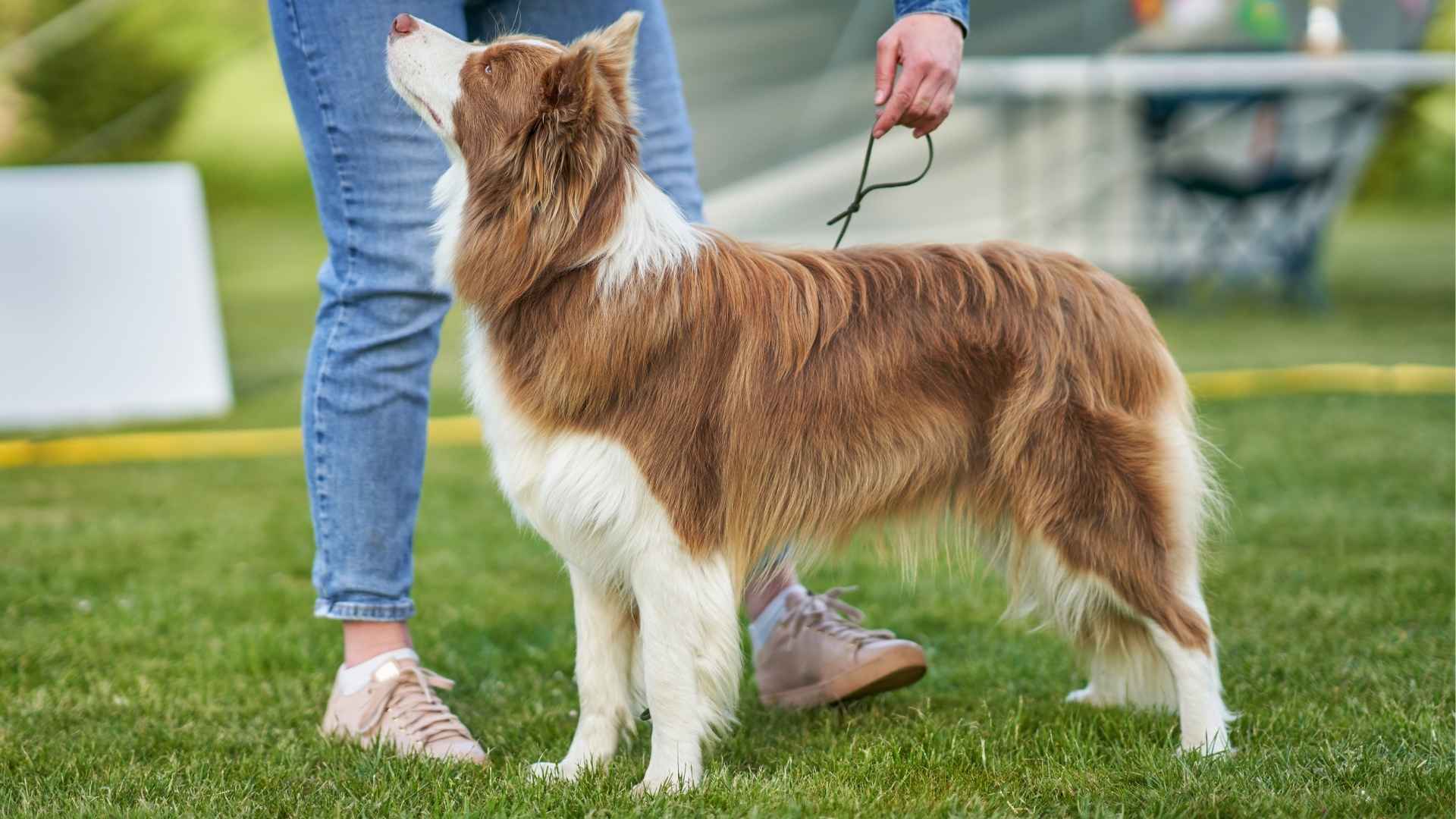 7 Dog Breeds That Love Learning New Skills