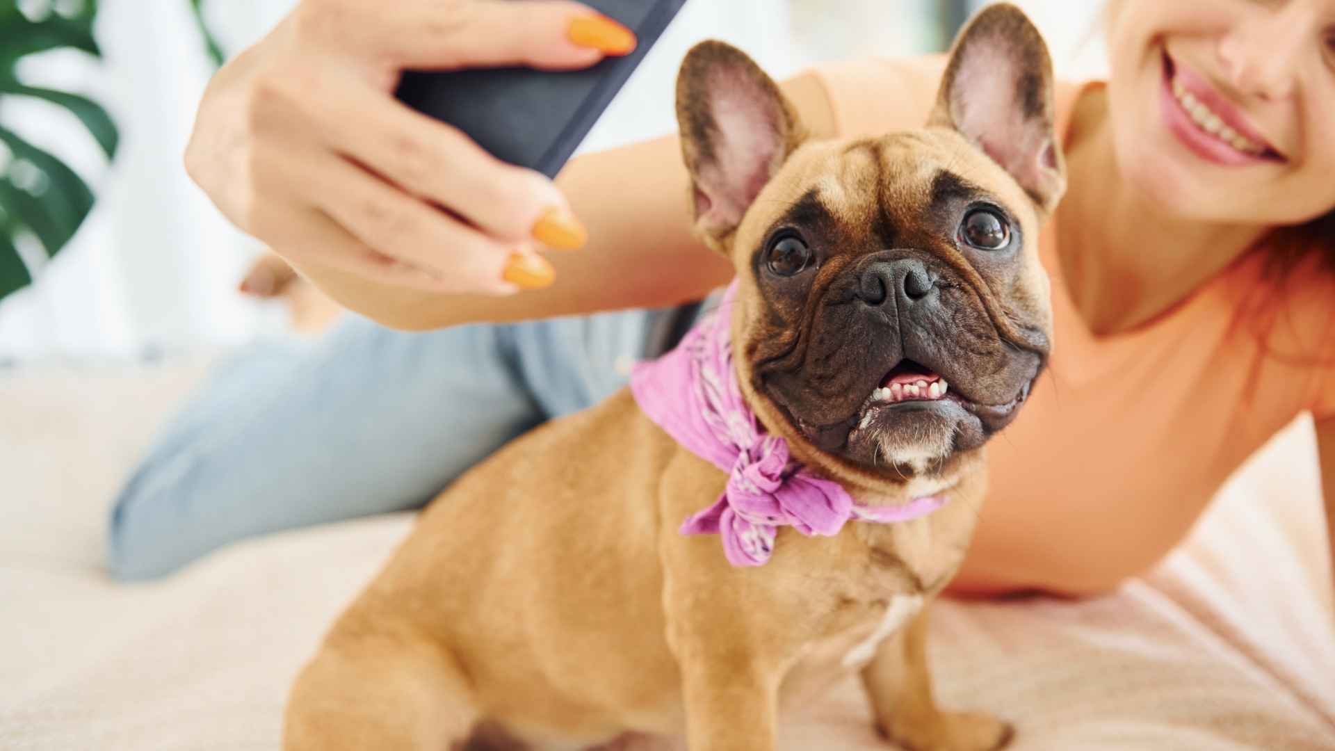 7 Dog Breeds That Love Selfies and Are Always Camera-Ready