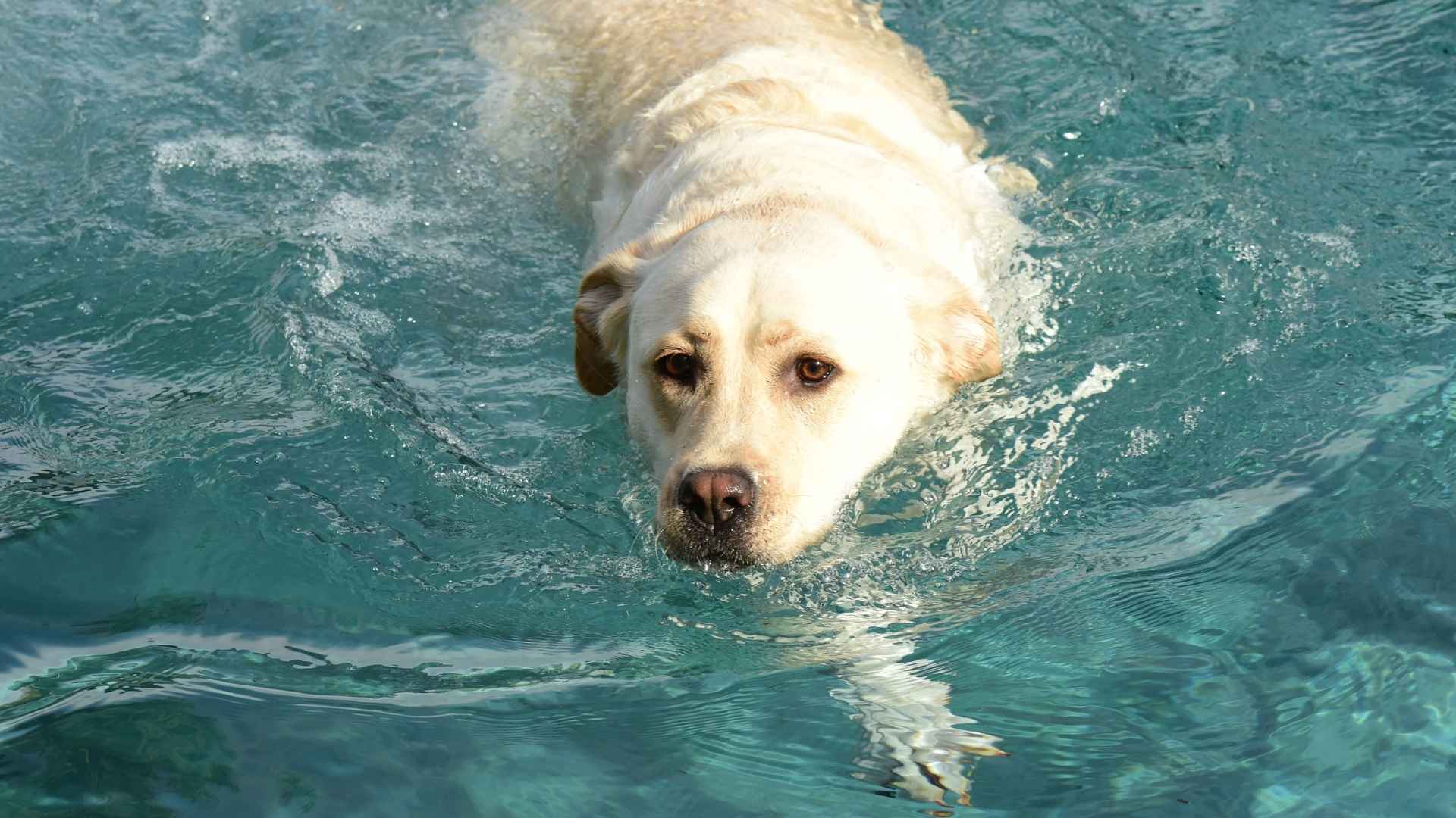 7 Dog Breeds That Love To Swim and Thrive in the Pool or Lake