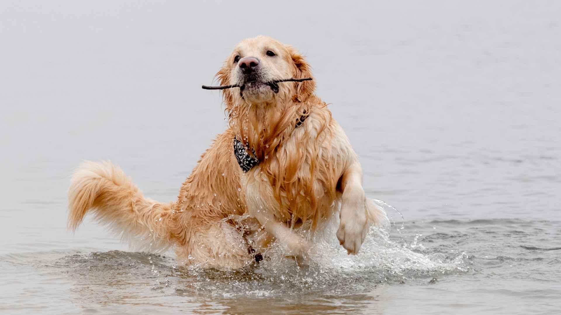 7 Dog Breeds That Love Water Games: Perfect for Splashing Fun!