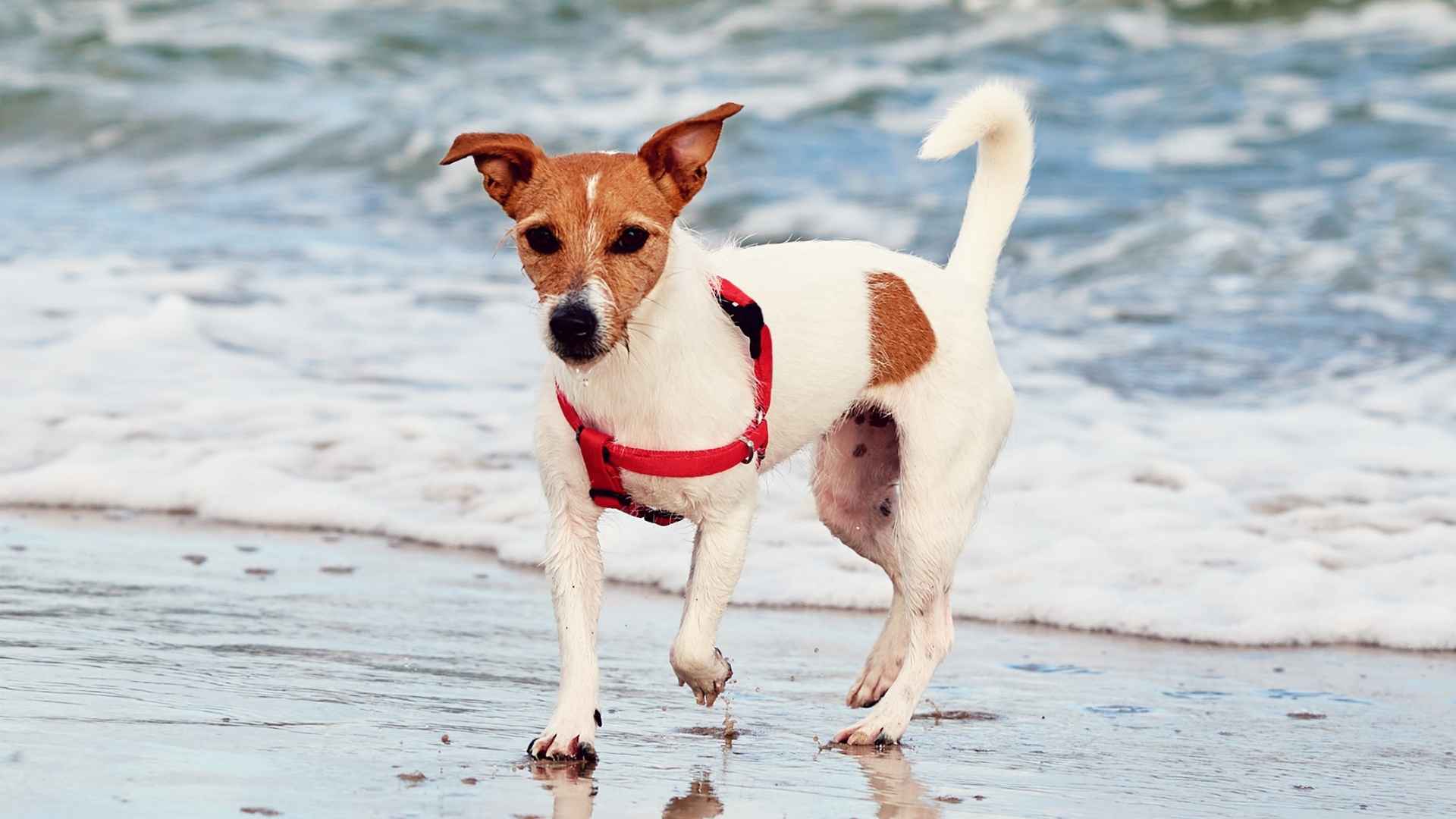 7 Dog Breeds That Love the Ocean Adventures and Coastal Living