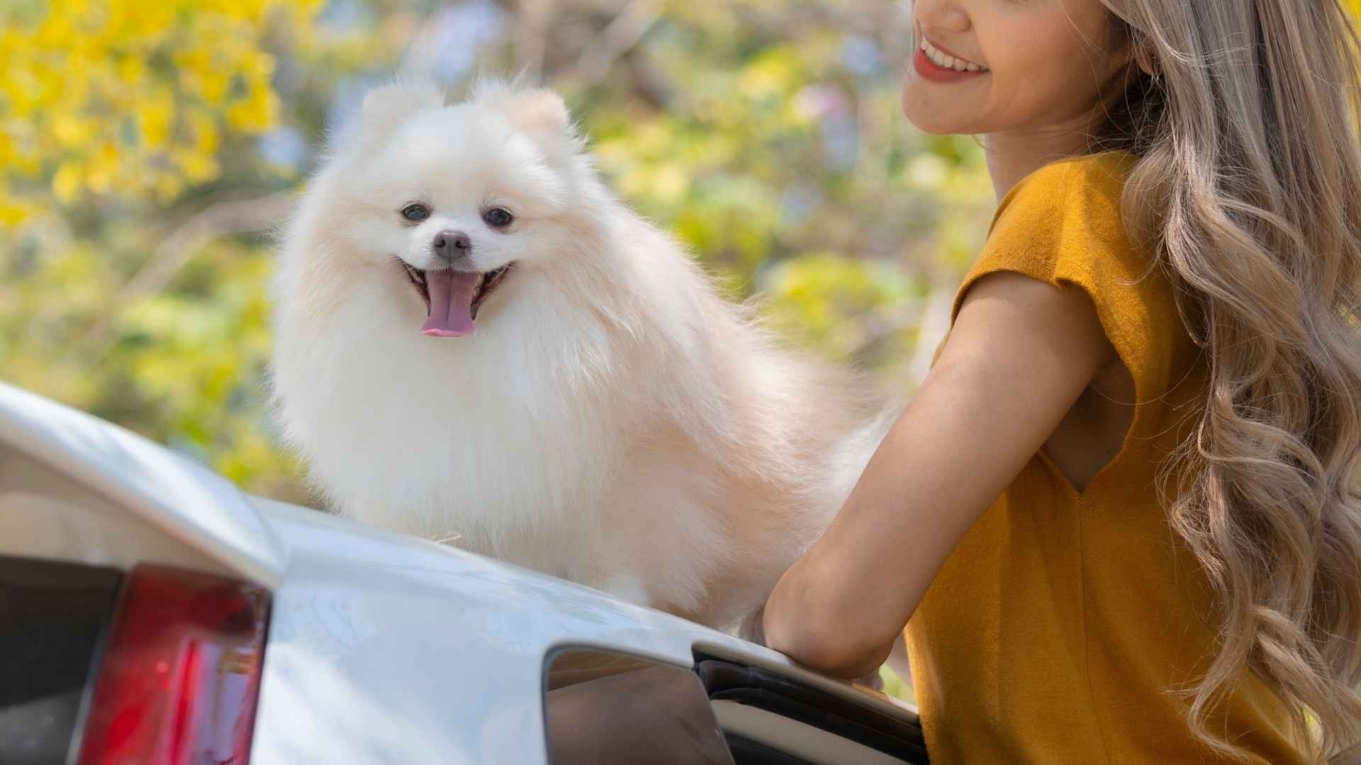 7 Dog Breeds That Make Excellent Travel Companions