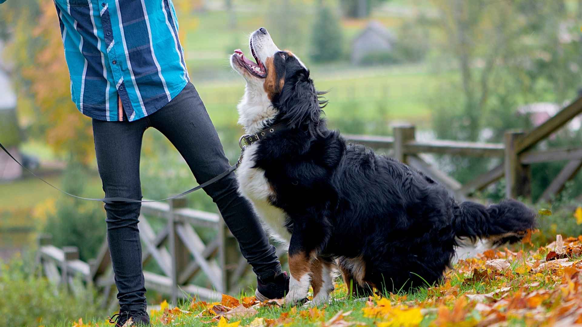 7 Dog Breeds That Personify Loyalty and Affection
