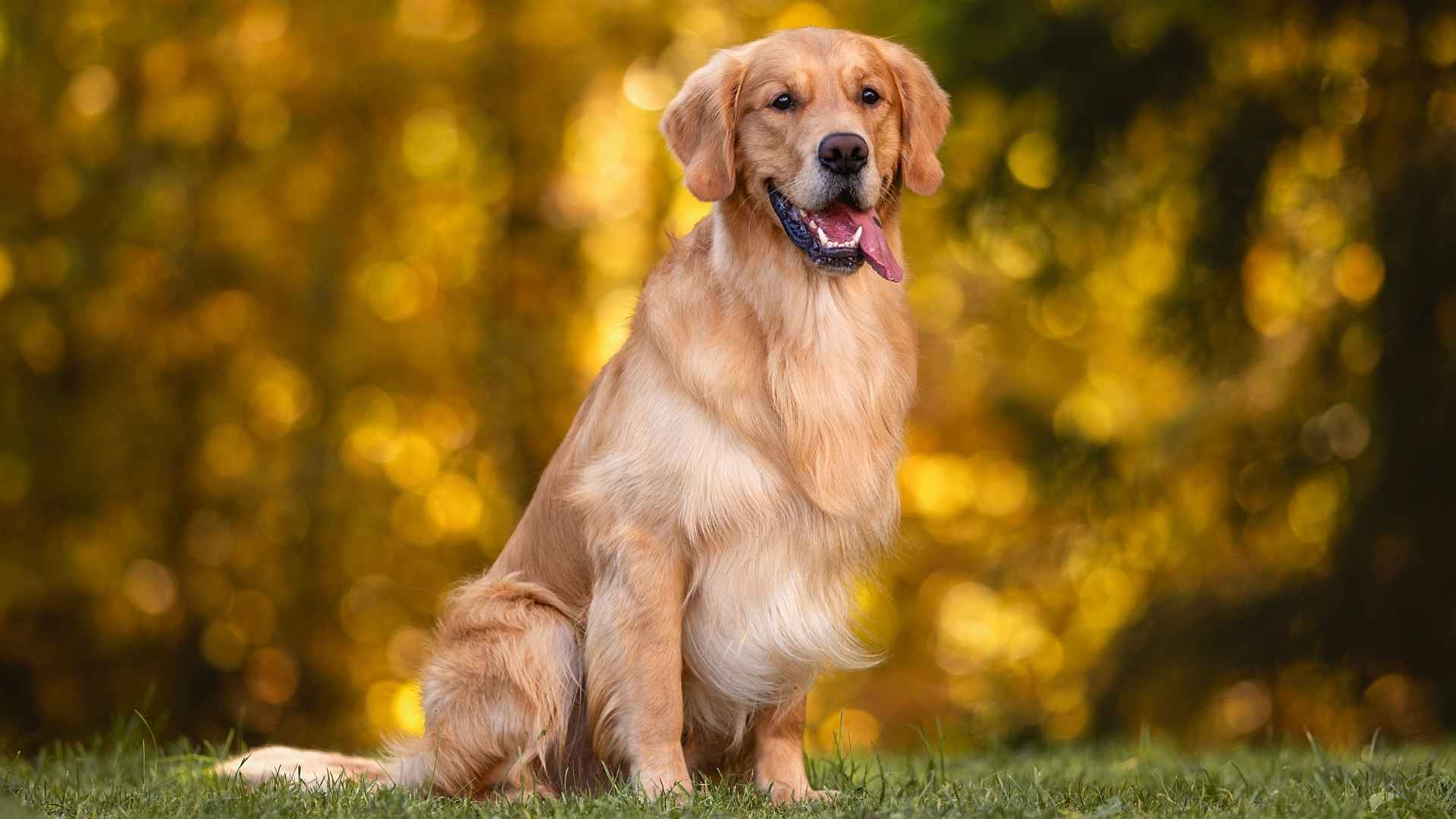 7 Dog Breeds That Pose Naturally For Photos and Steal the Spotlight
