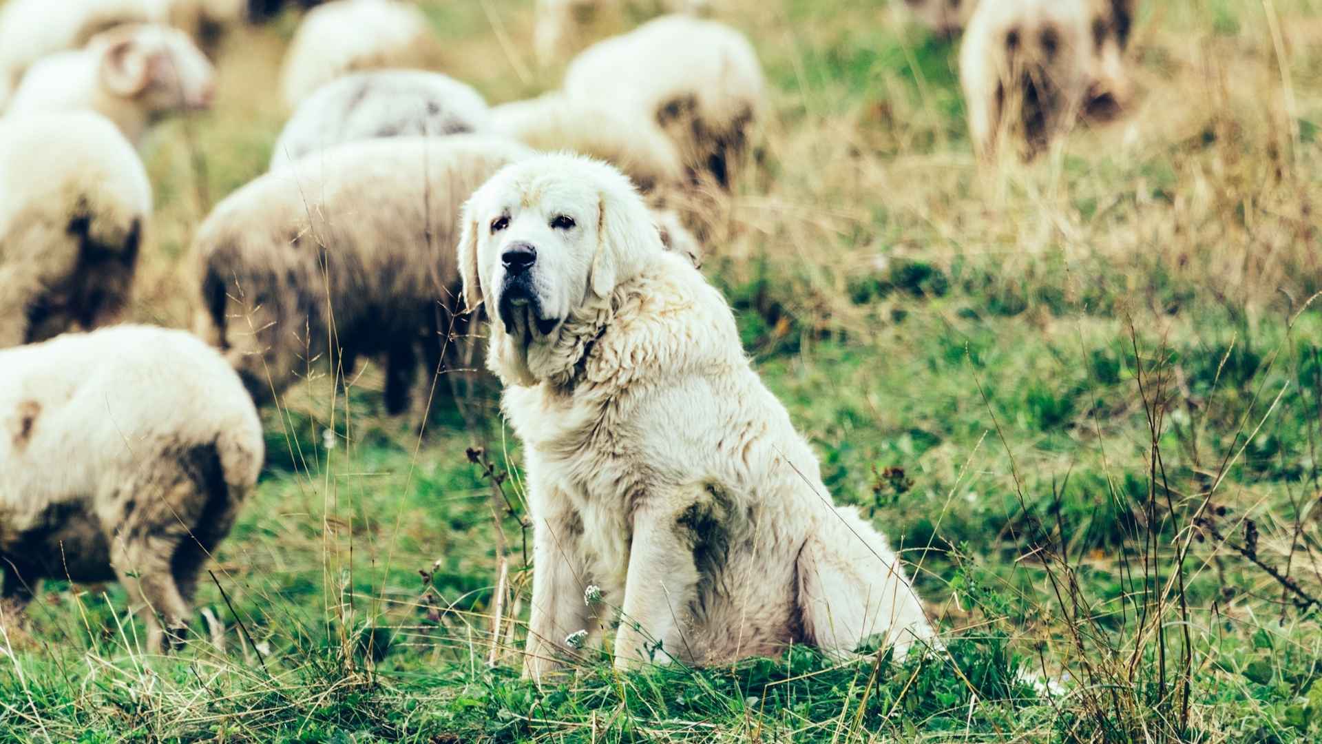 7 Dog Breeds That Protect Livestock for Effective Farm Safety