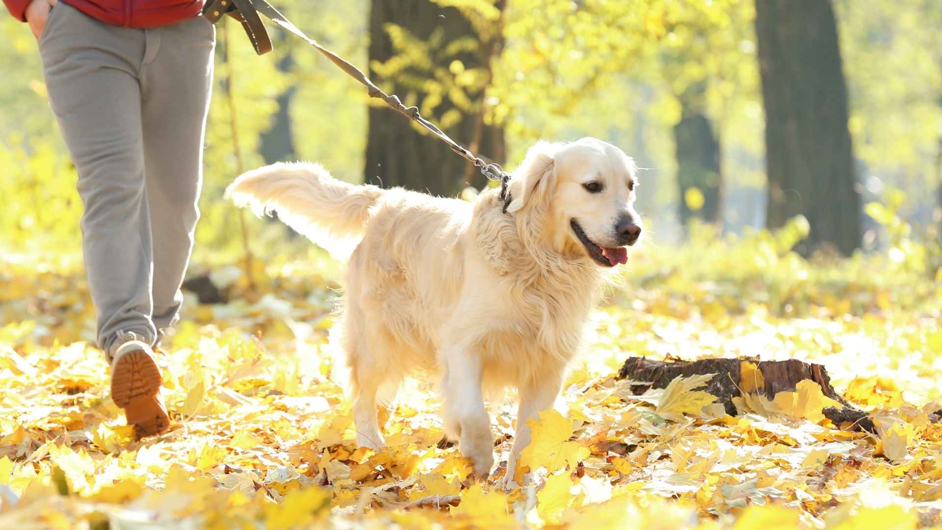 7 Dog Breeds That Rarely Need A Leash for Adventure-Ready Owners