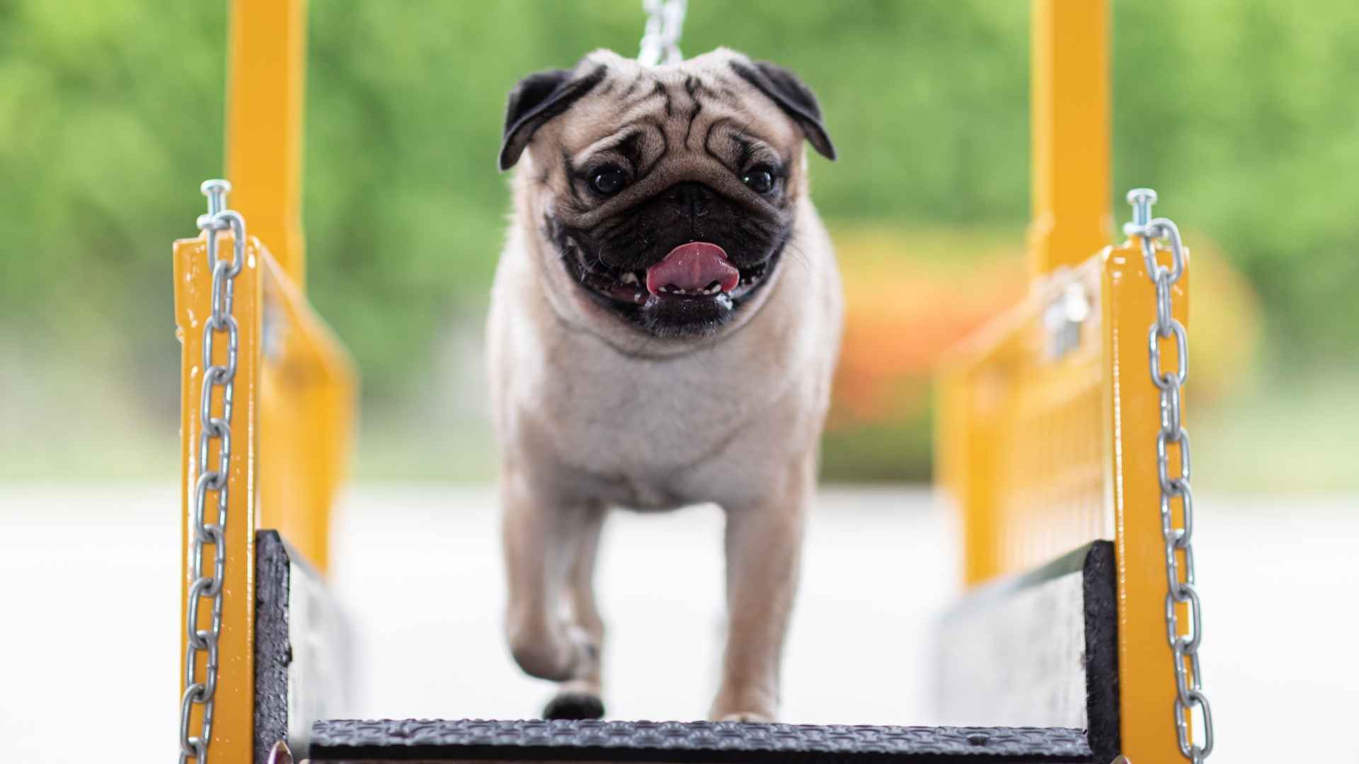 7 Dog Breeds That Require The Least Exercise