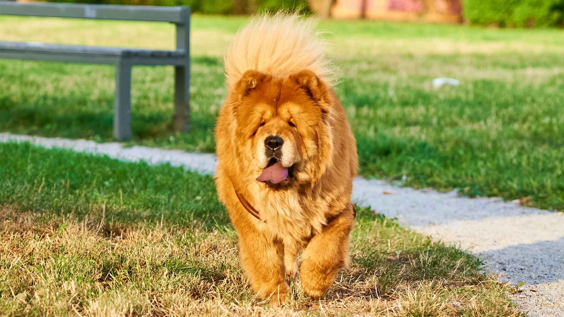 7 Dog Breeds That Resemble Lions You’ll Do a Double Take