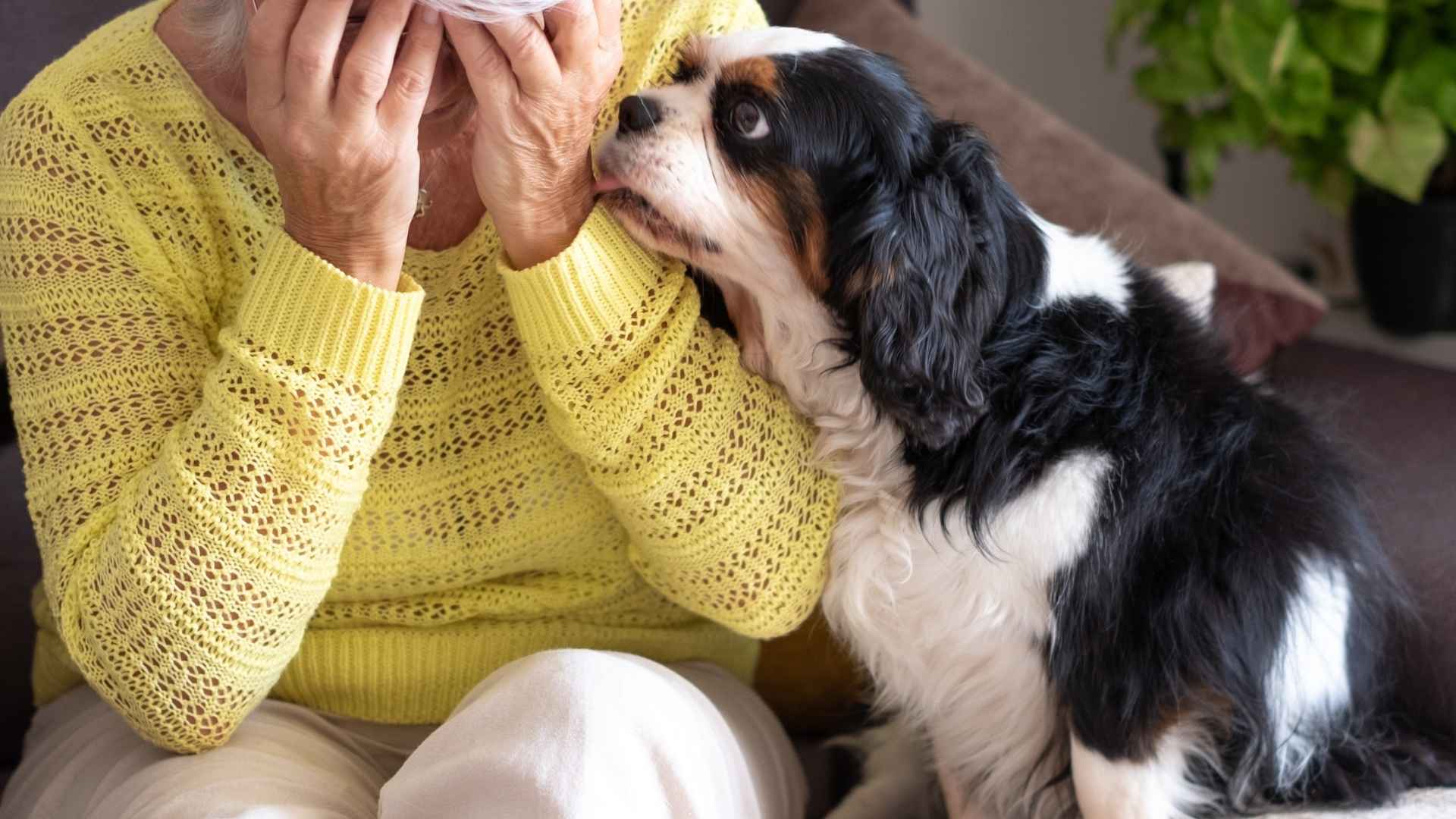 7 Dog Breeds That Sense Depression and Provide Emotional Support