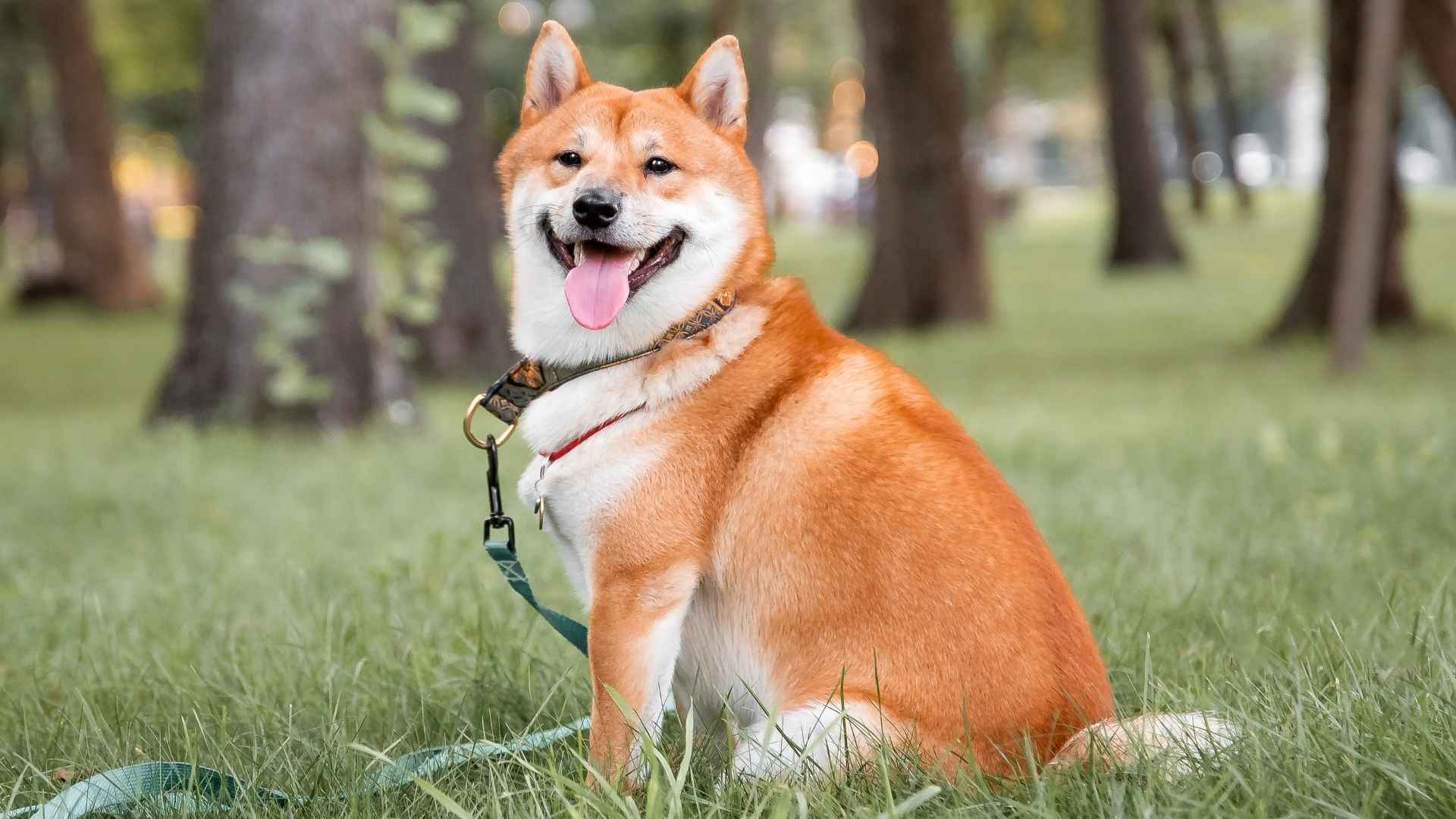 7 Dog Breeds That Smile When Happy and Just Brighten Your Day