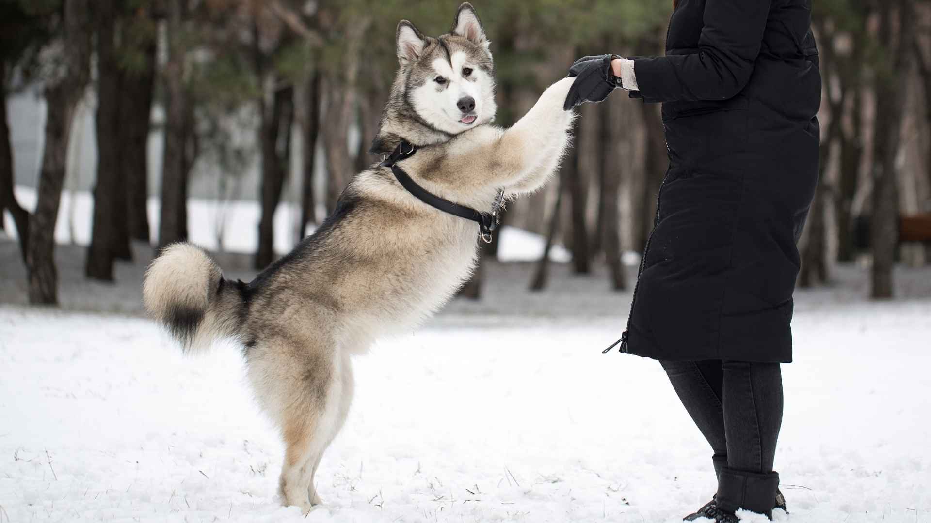 7 Dog Breeds That Tap You For Attention and Use Their Paws to Connect