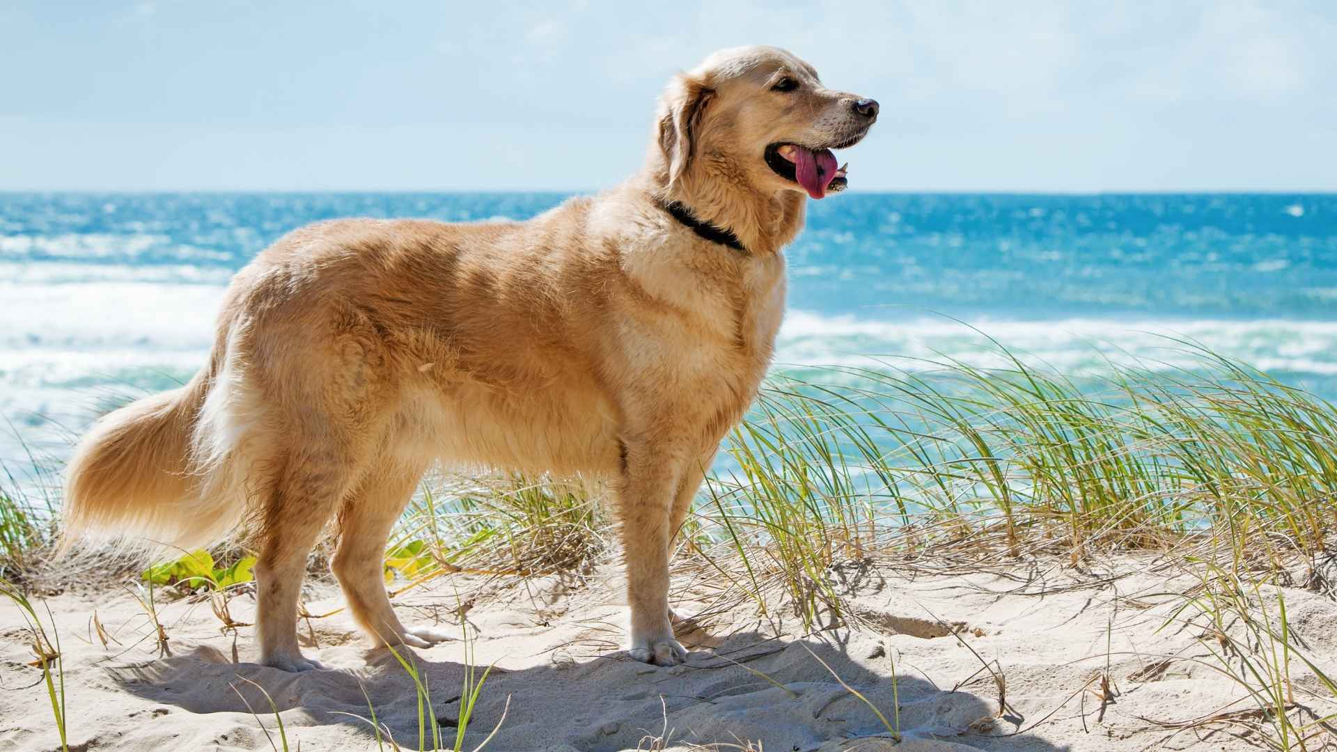 7 Dog Breeds That Thrive In Coastal Homes and Love the Beach Life