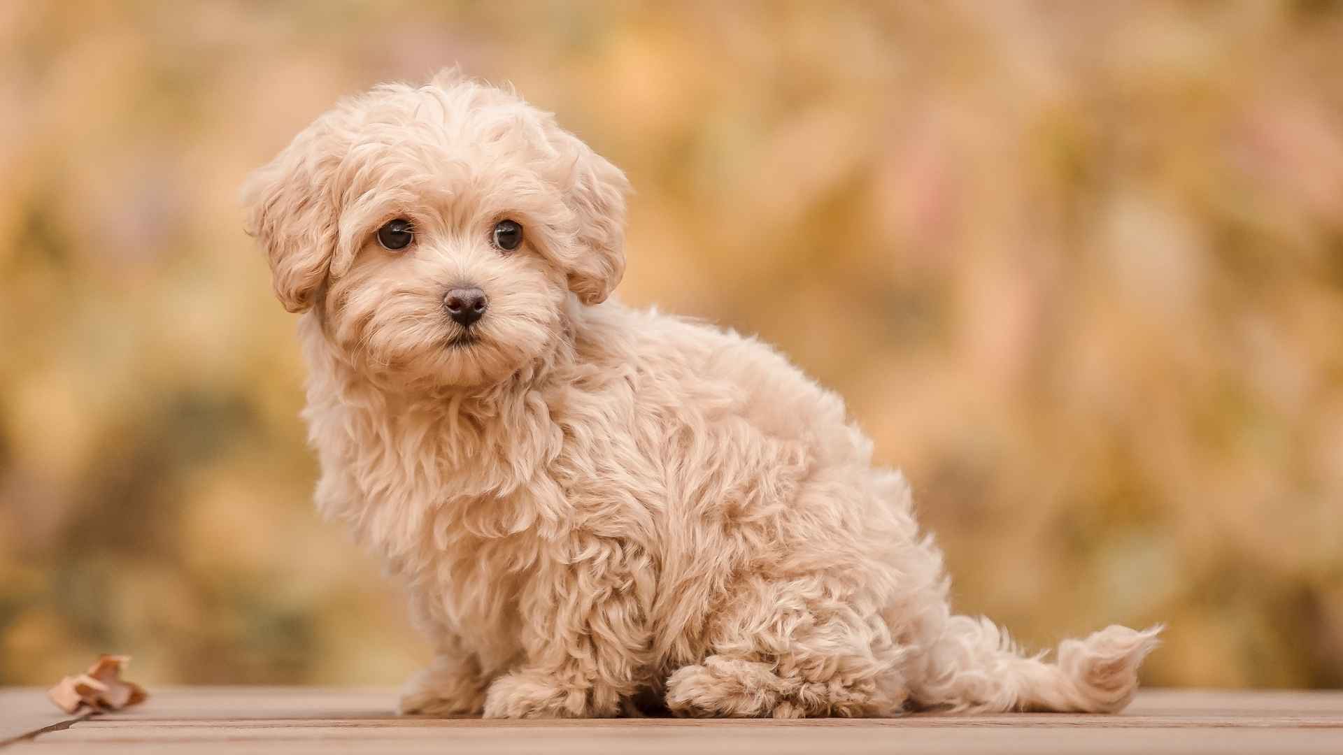 7 Dog Breeds That Will Keep Their Puppy Look for Life