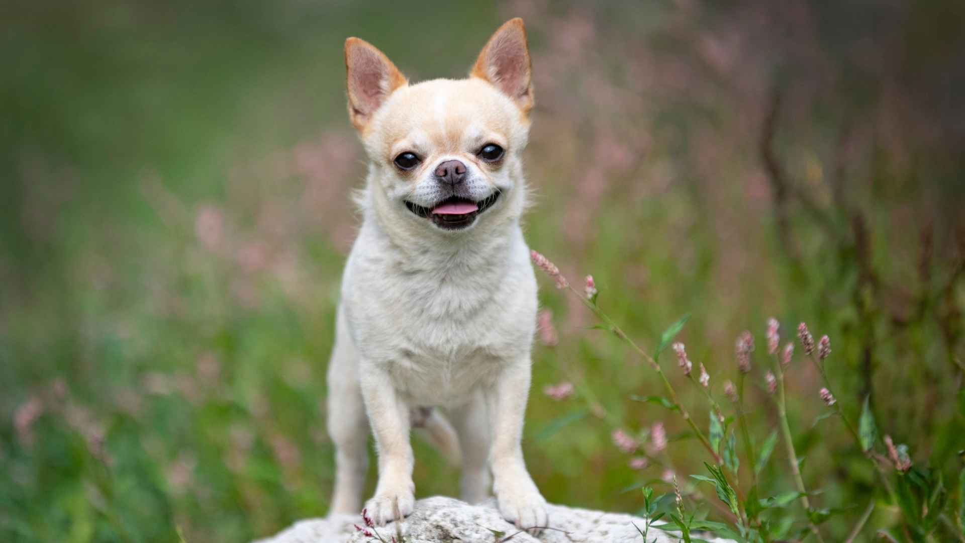 7 Dog Breeds Under 15 Pounds: Tiny Dogs with Big Personalities