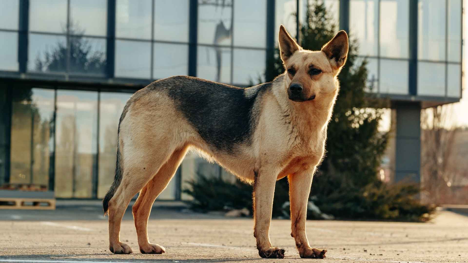 7 Dog Breeds Used For Banking Security: Protecting Your Assets