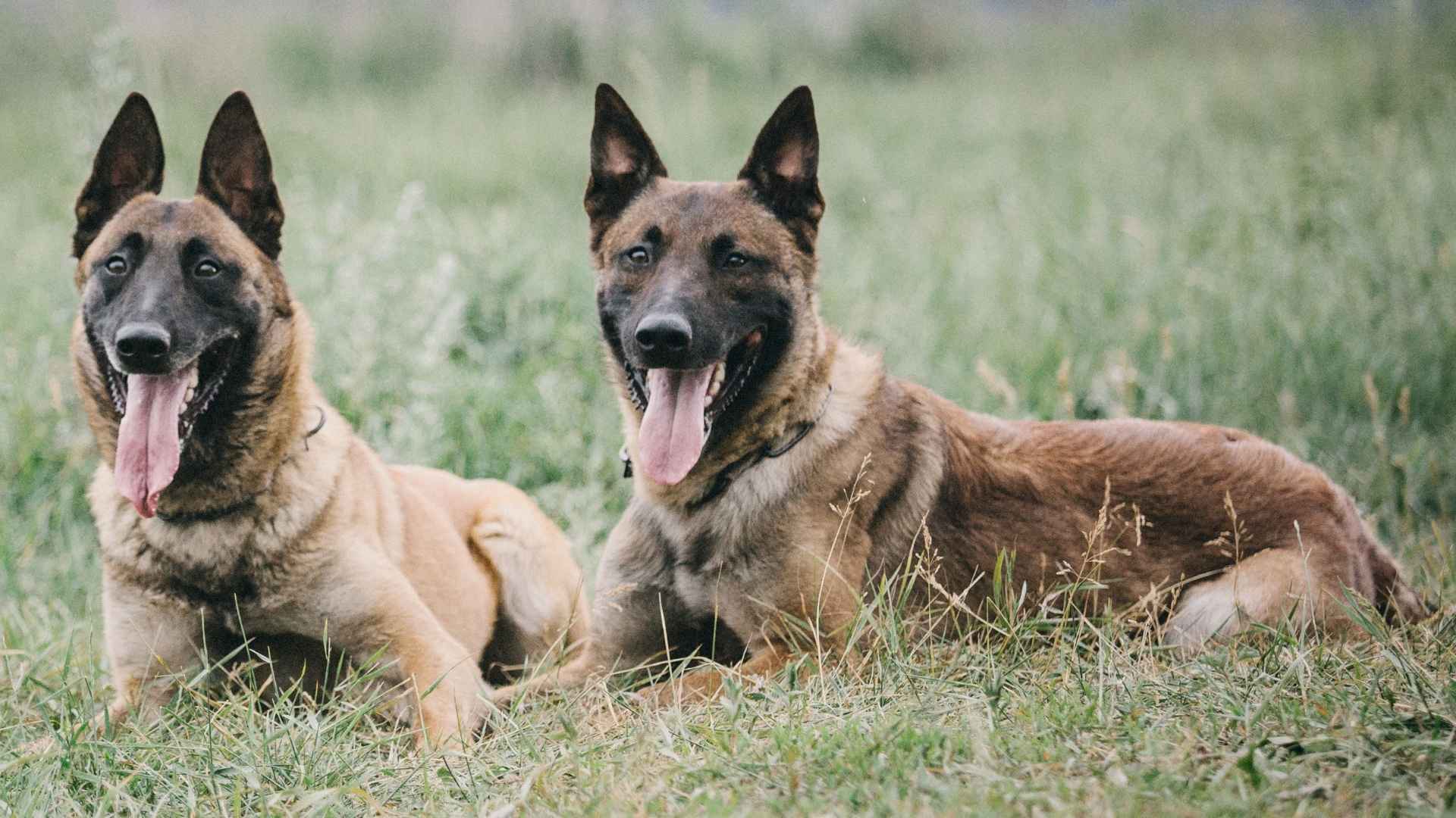 7 Dog Breeds Used In Border Control For Security