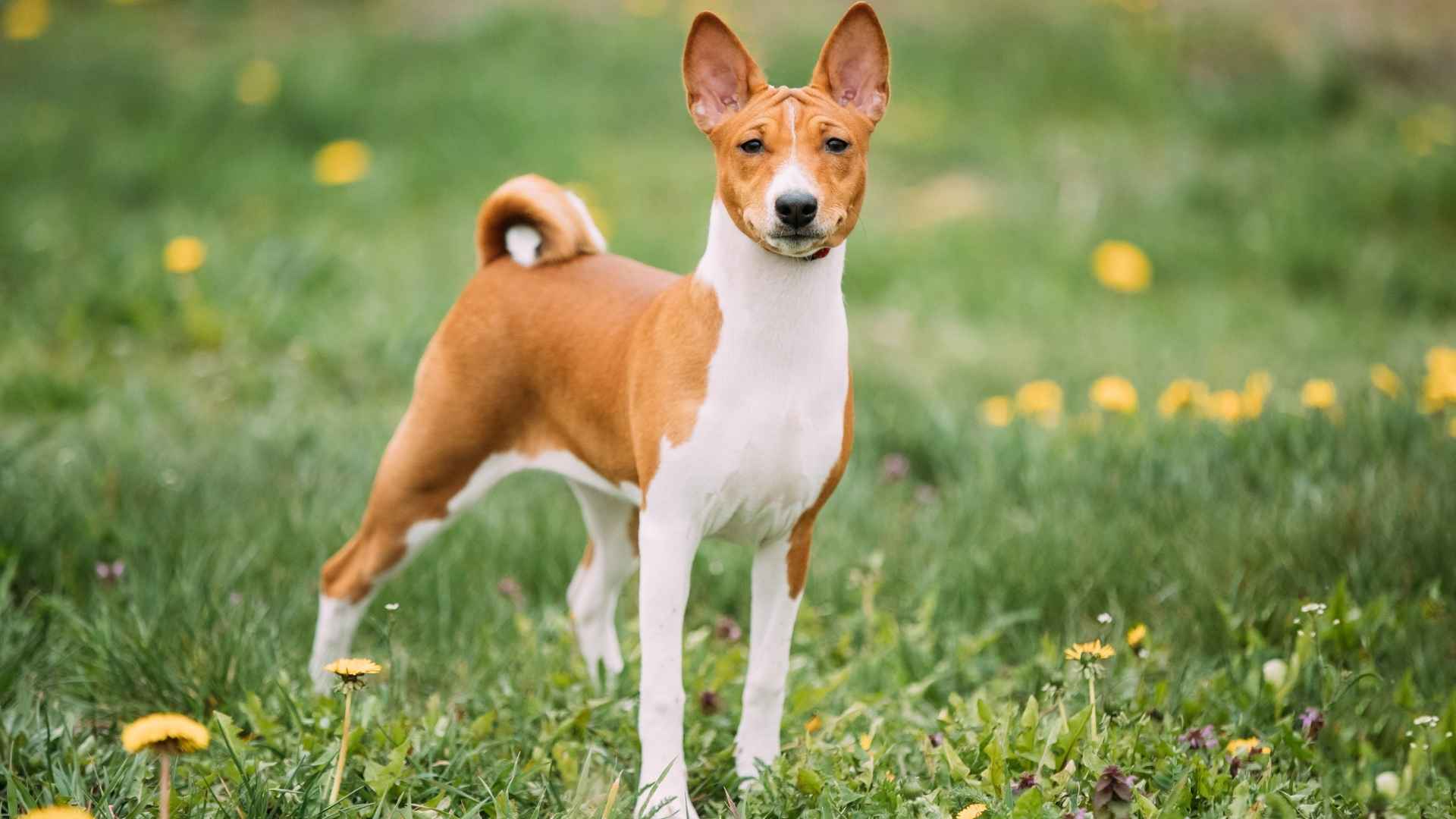7 Dog Breeds Who Act Like Cats: Independent, Quiet & Clean