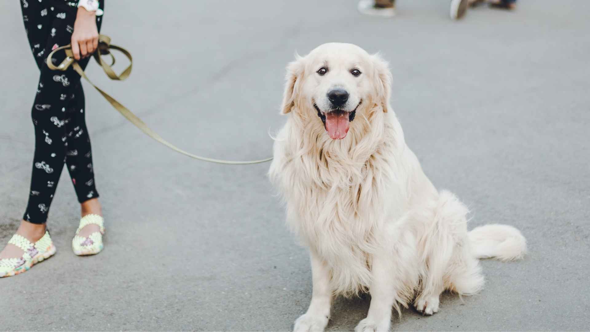 7 Dog Breeds Who Are Incredibly Social and Never Let Go