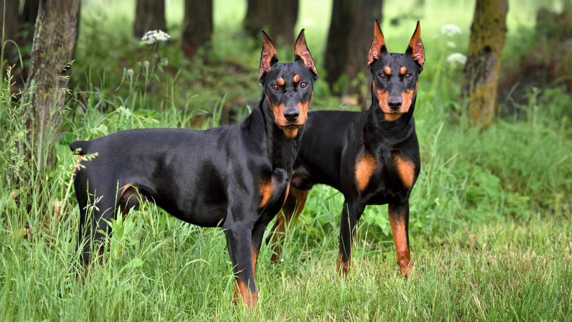 7 Dog Breeds Who Are Leaders of the Pack: Natural Alphas in the Canine World