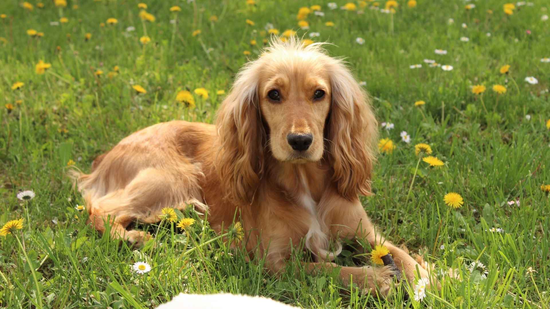 7 Dog Breeds Who Are Literally Allergic to Everything You Should Know