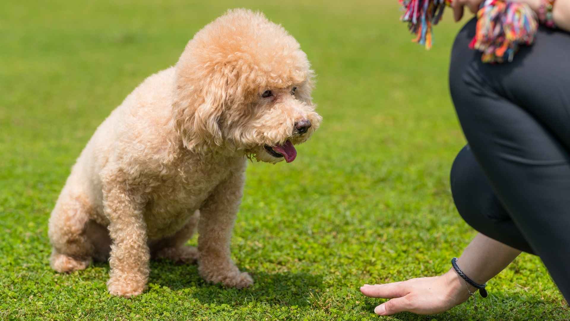 7 Dog Breeds Who Excel In Obedience Training: Smart & Obedient