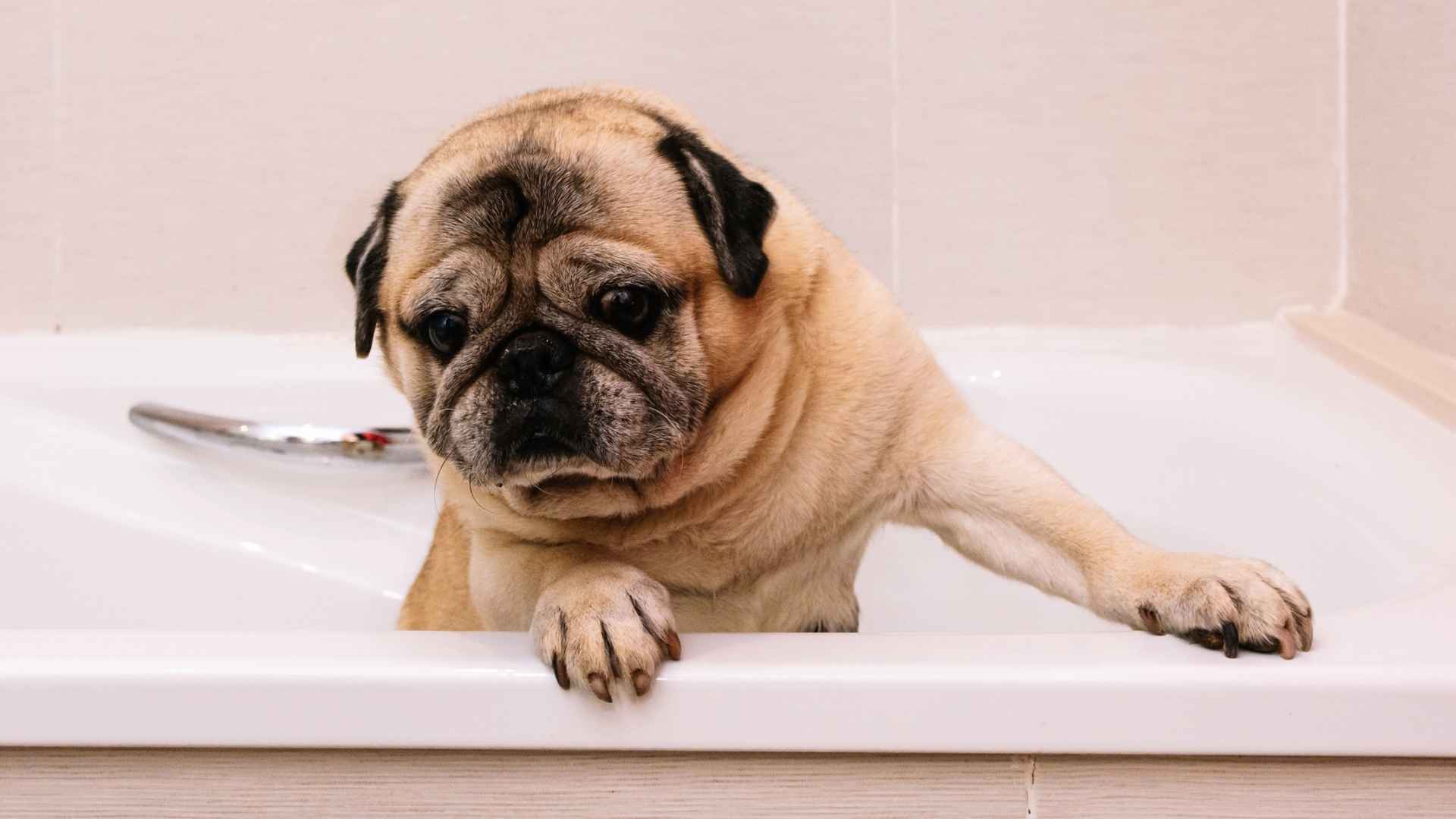 7 Dog Breeds Who Hate Baths & Rather Skip the Tub