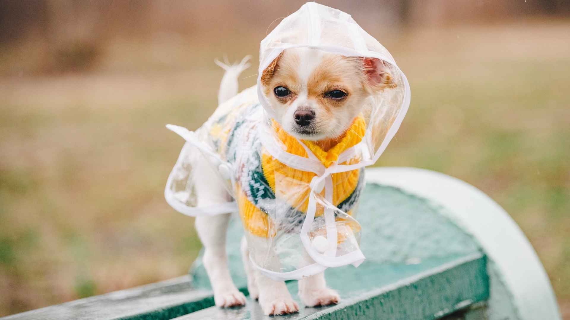 7 Dog Breeds Who Hate The Rain the Most: When It Rains, They Hide