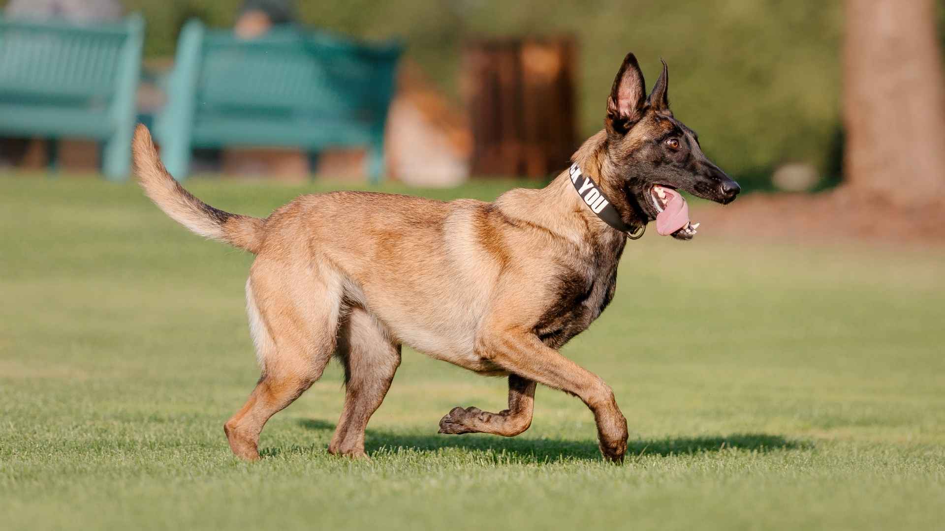 7 Dog Breeds Who Need Lots of Exercise for a Healthy Lifestyle