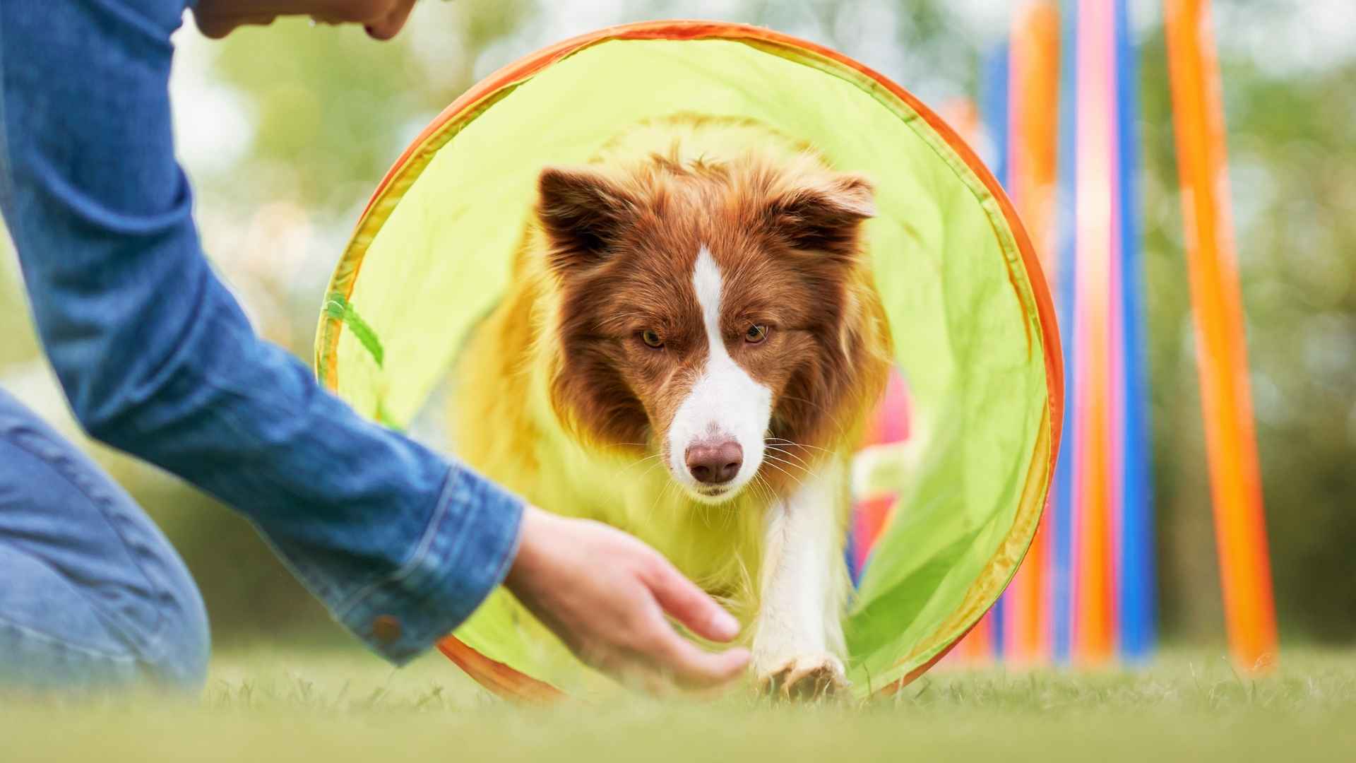 7 Dog Breeds Who Show Unusual Intelligence