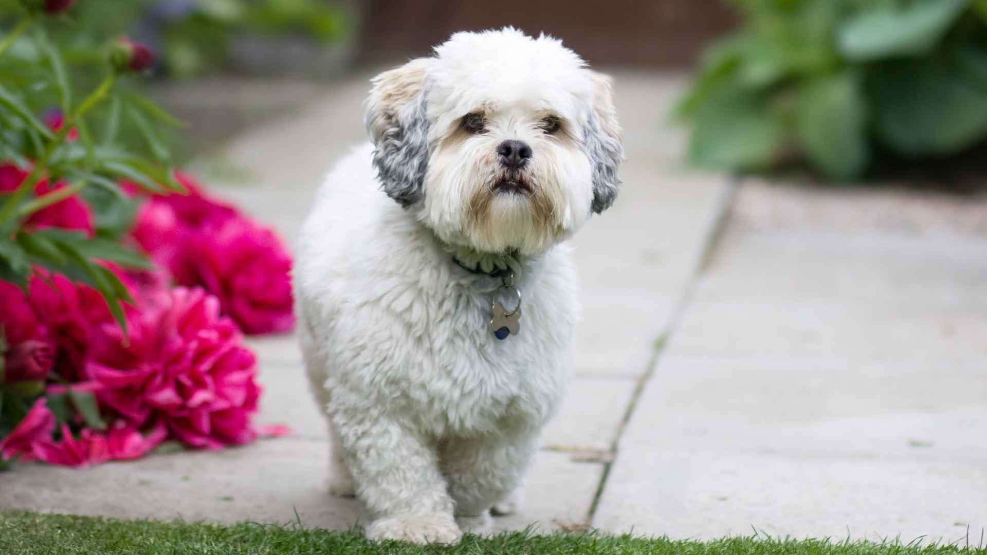 7 Dog Breeds Who Were Bred for Unexpected Jobs That Changed History