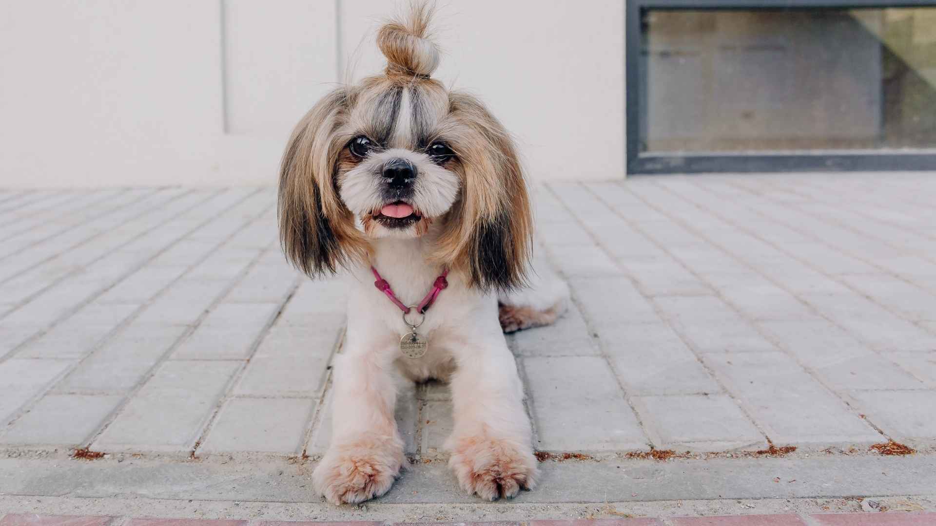 7 Dog Breeds Who Would Make The Funniest Guards at Your Doorstep