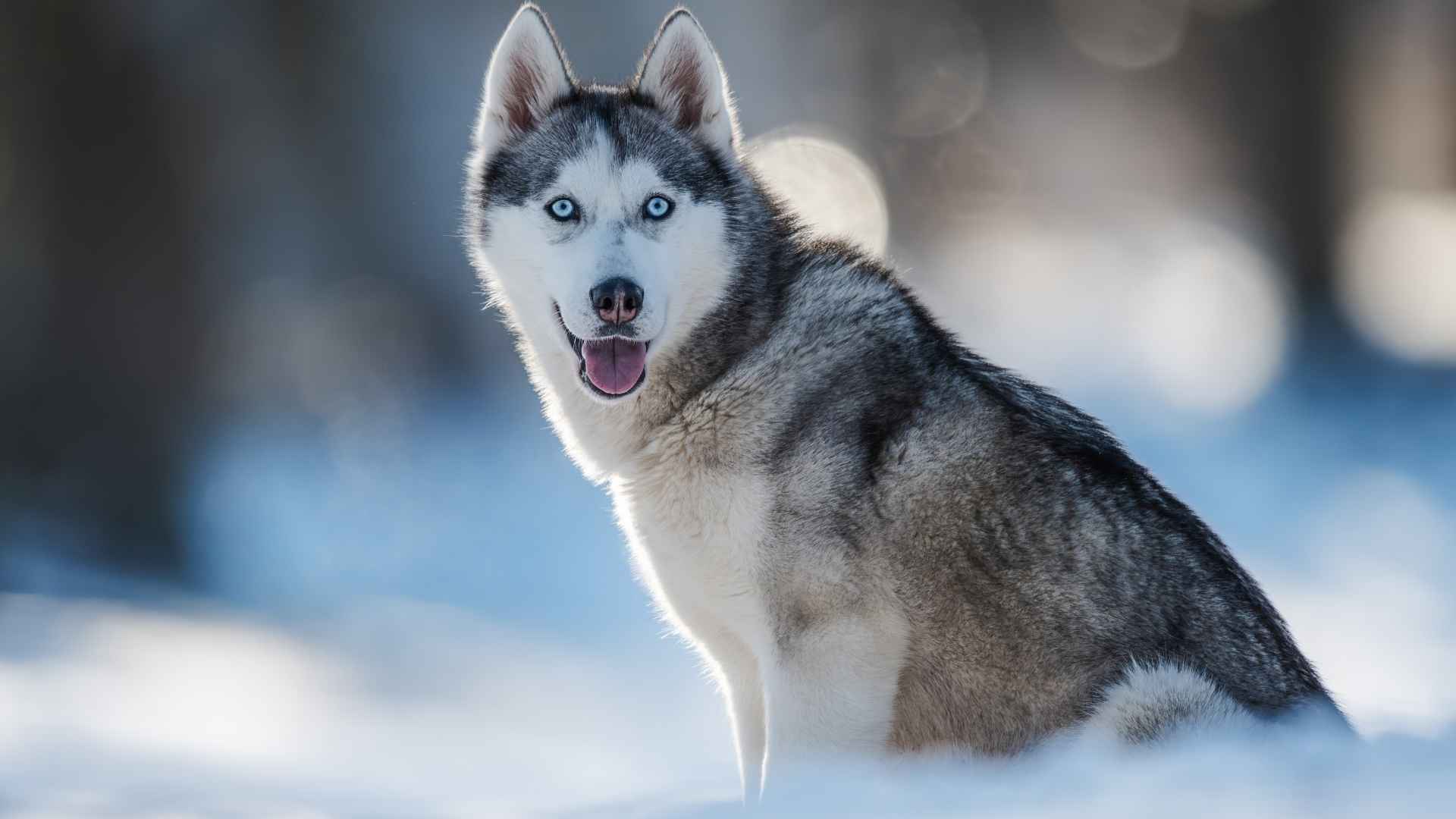 7 Dog Breeds With Blue Eyes For Cold Winter