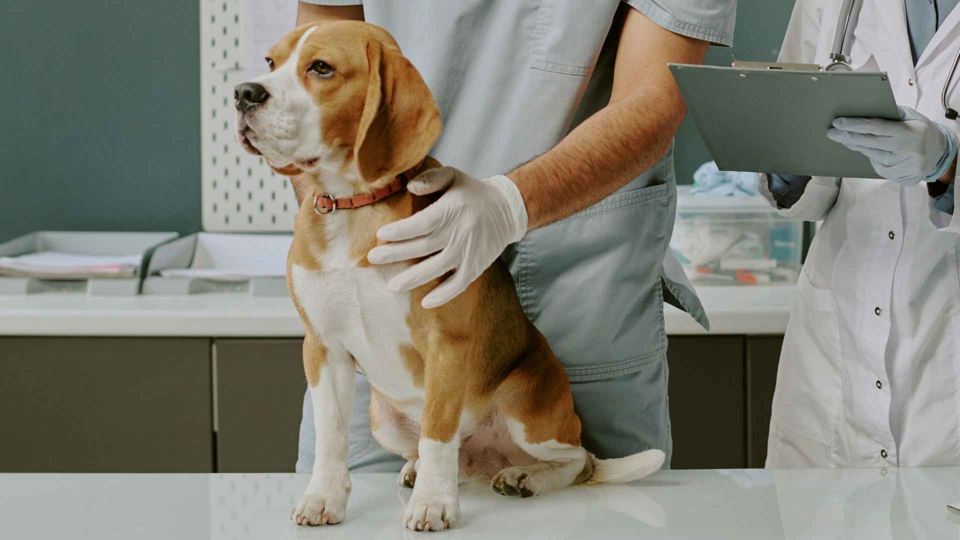 7 Dog Breeds With Cheapest Vet Bills: Low-Cost Companions