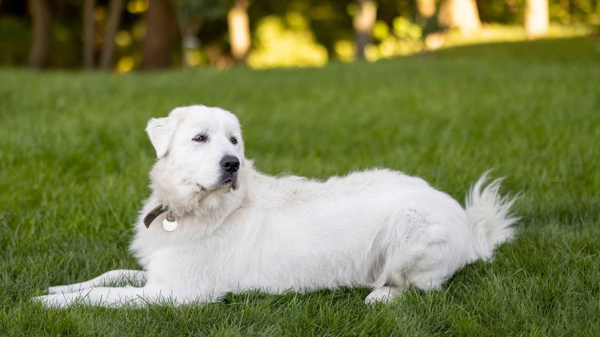 7 Dog Breeds With Dewclaws: Dog Breeds with Extra Toes
