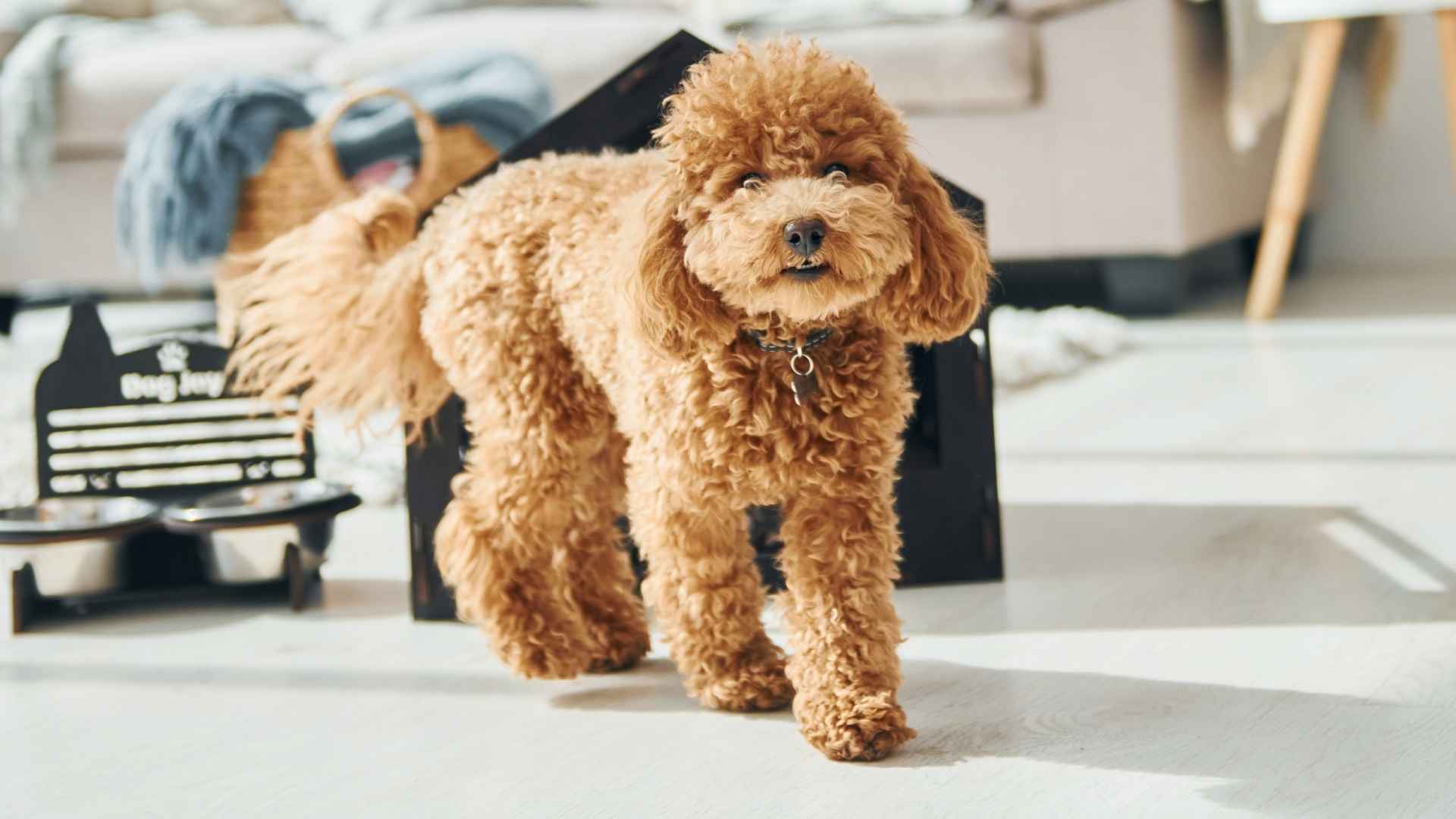 7 Dog Breeds With Exceptional Lifespans for a Lasting Bond