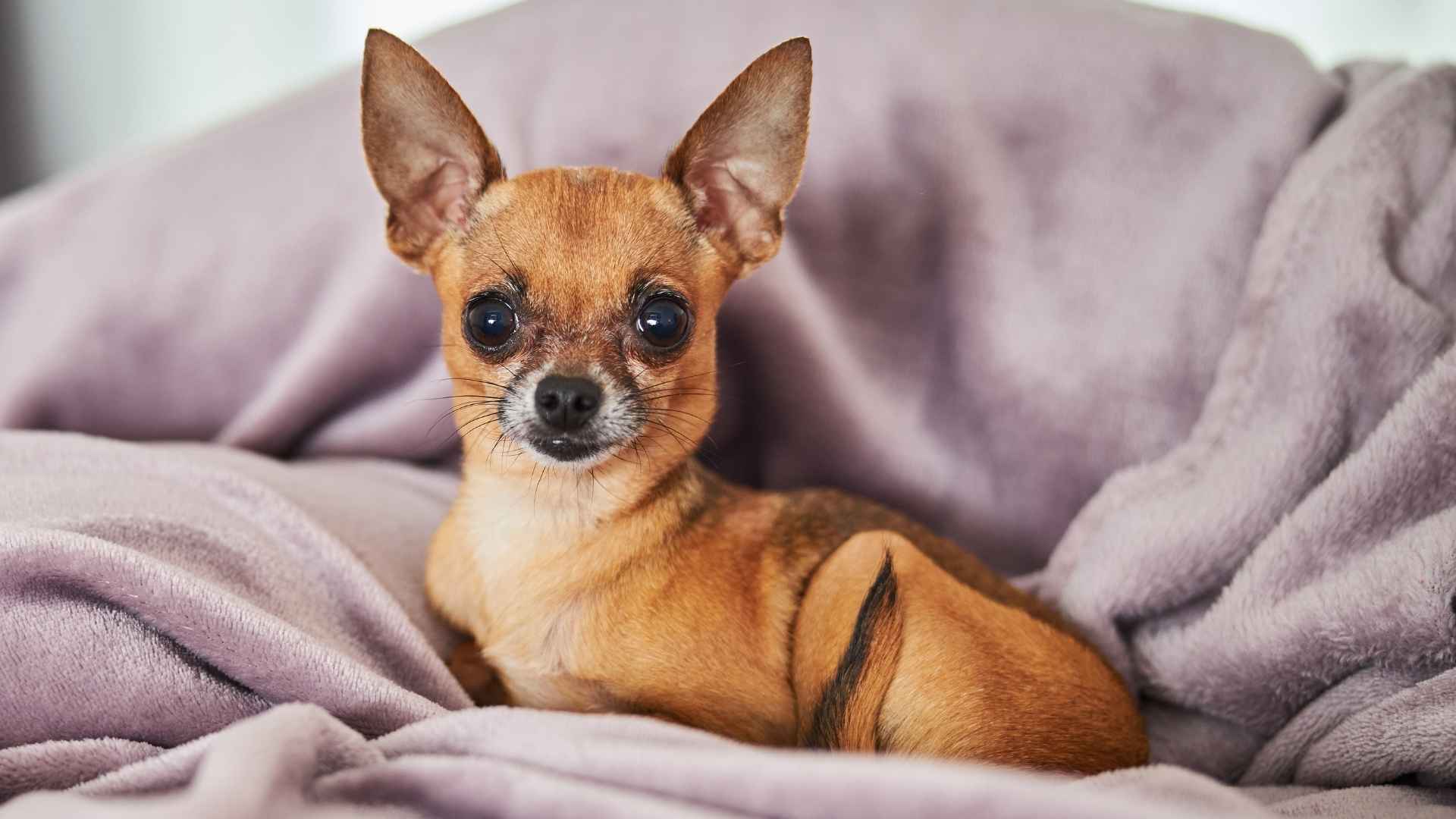 7 Dog Breeds With Exceptional Night Hearing for Ultimate Protection