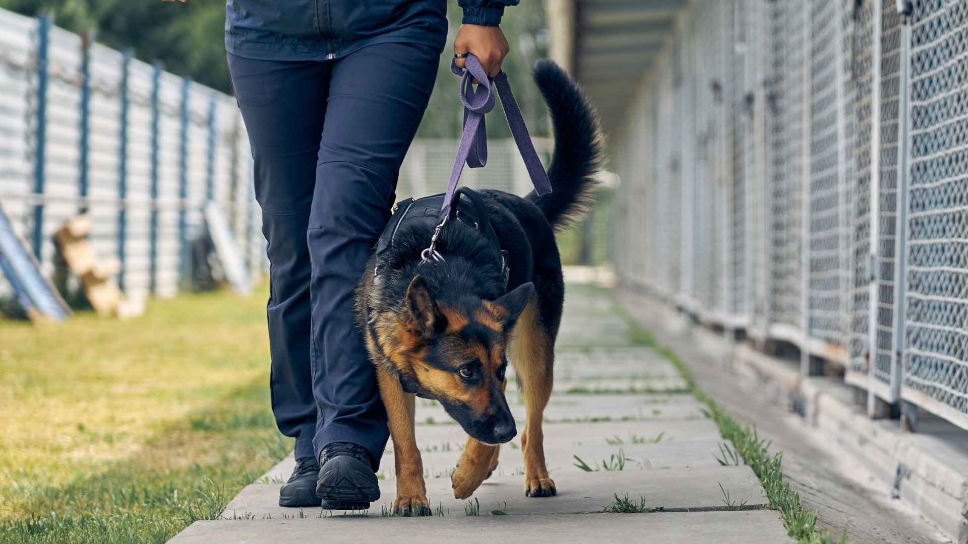7 Dog Breeds With Extraordinary Sensory Abilities
