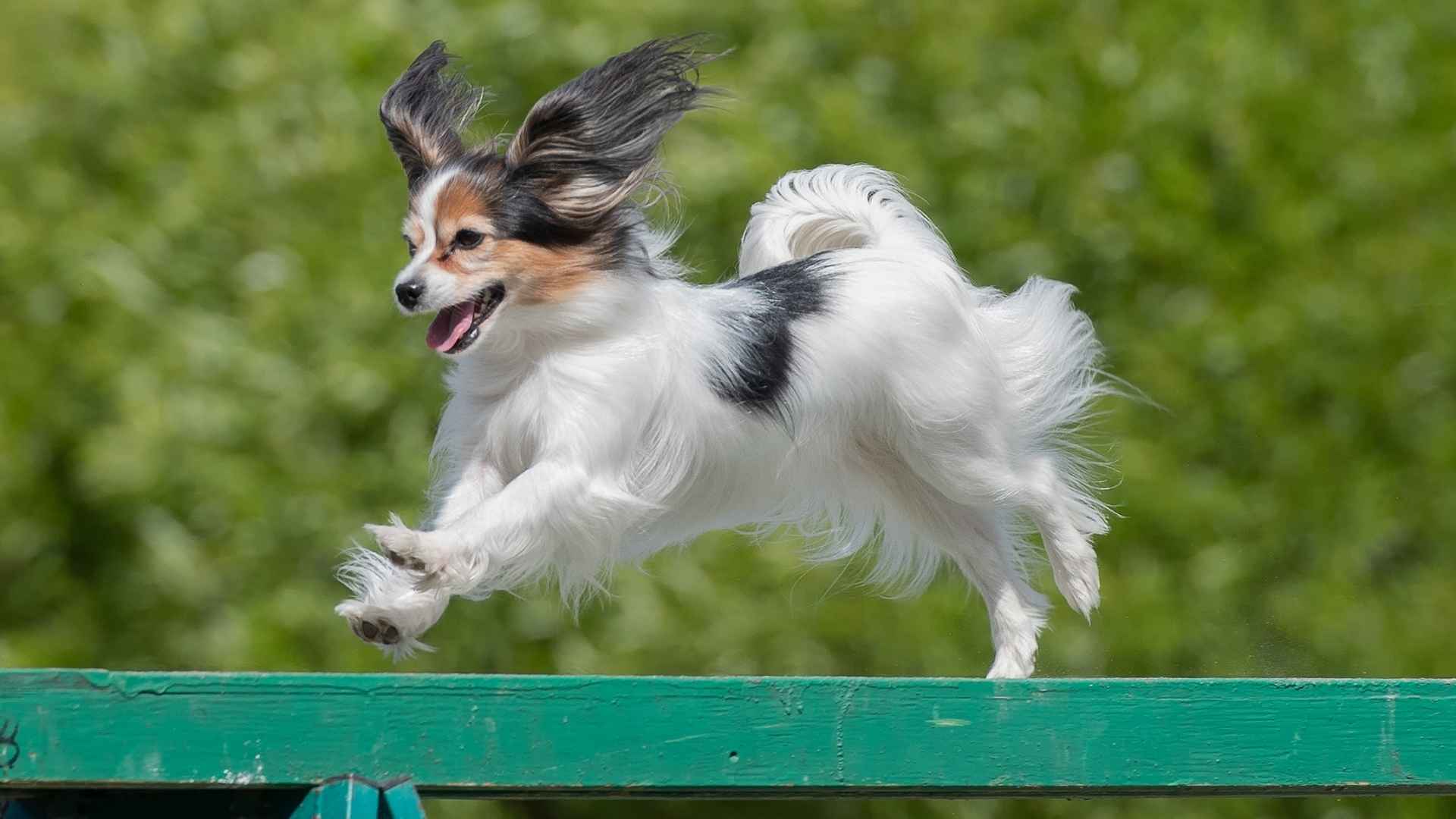 7 Dog Breeds With Extreme Agility: Jump, Twist, Dash: