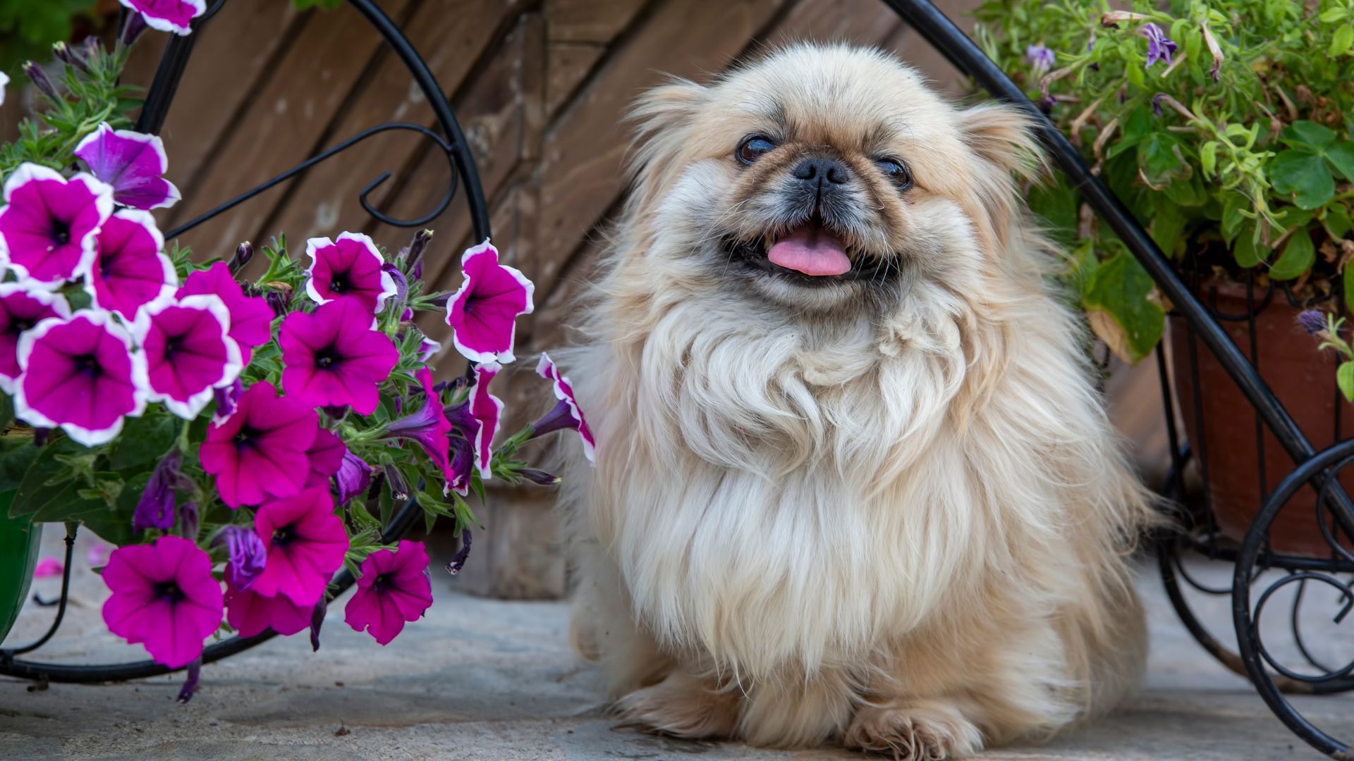 7 Dog Breeds With Grumpy Faces (But We Love Them Anyway)