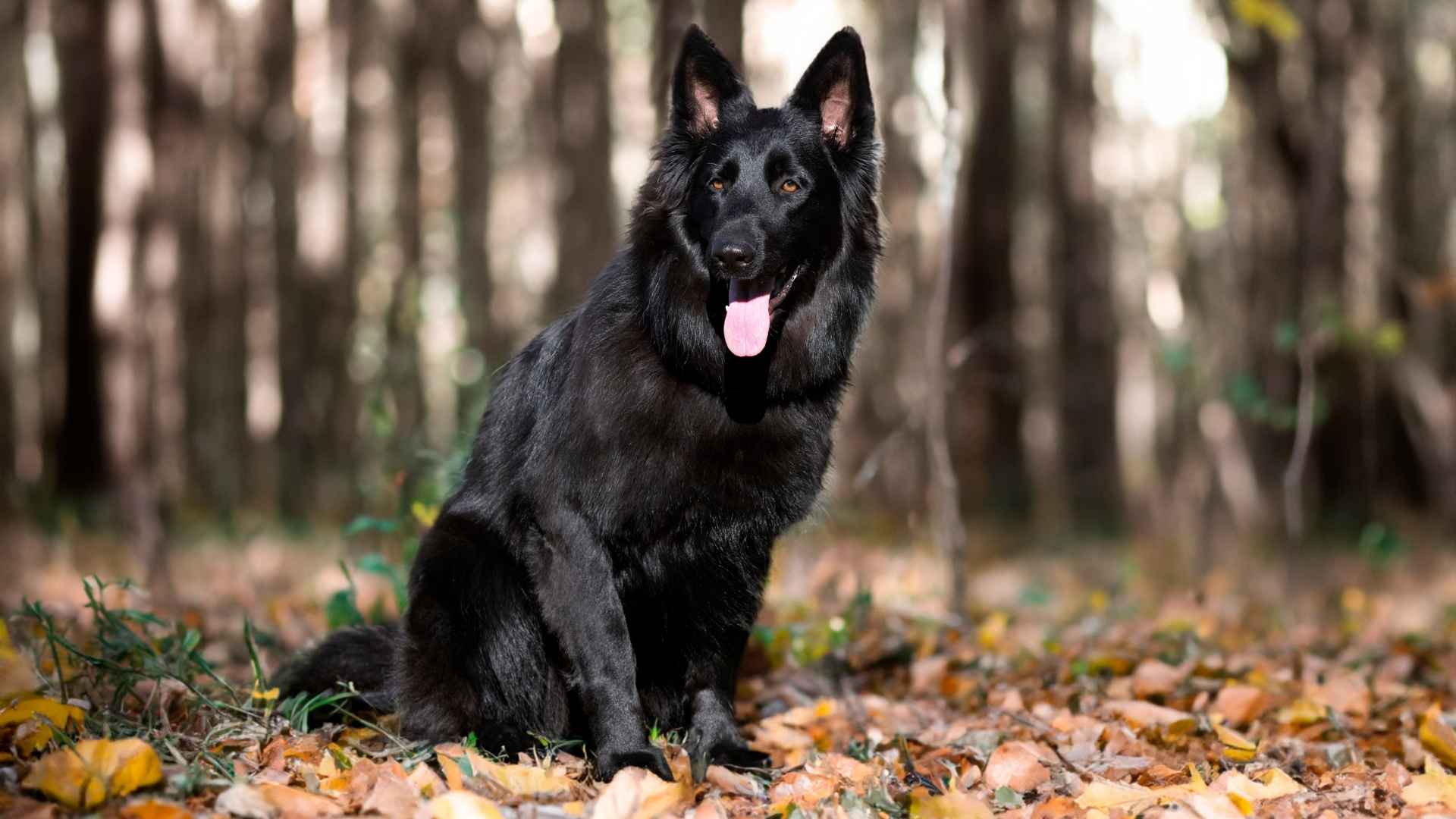 7 Dog Breeds With Jet Black Coats for Stylish Pet Lovers