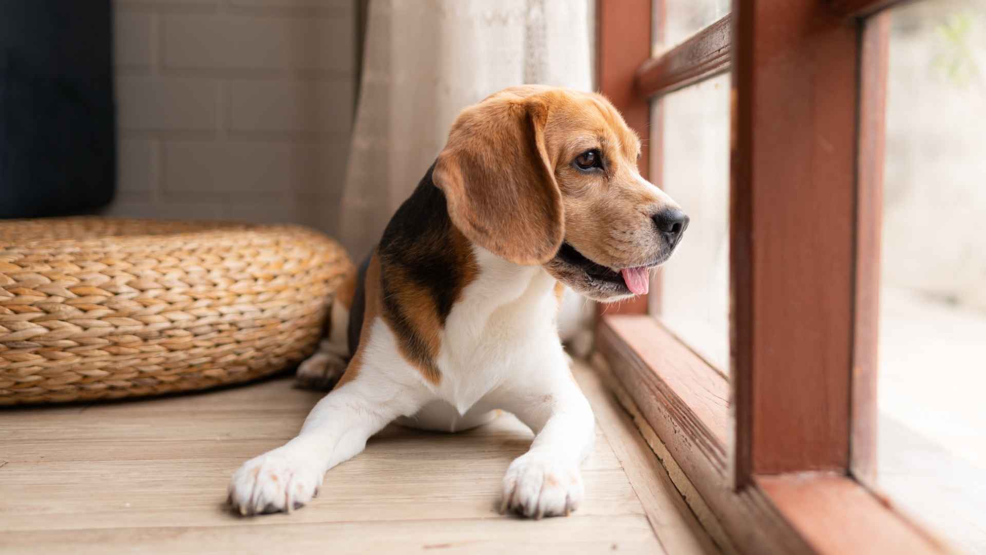 7 Dog Breeds With Low Separation Anxiety That Handle Being Alone Well