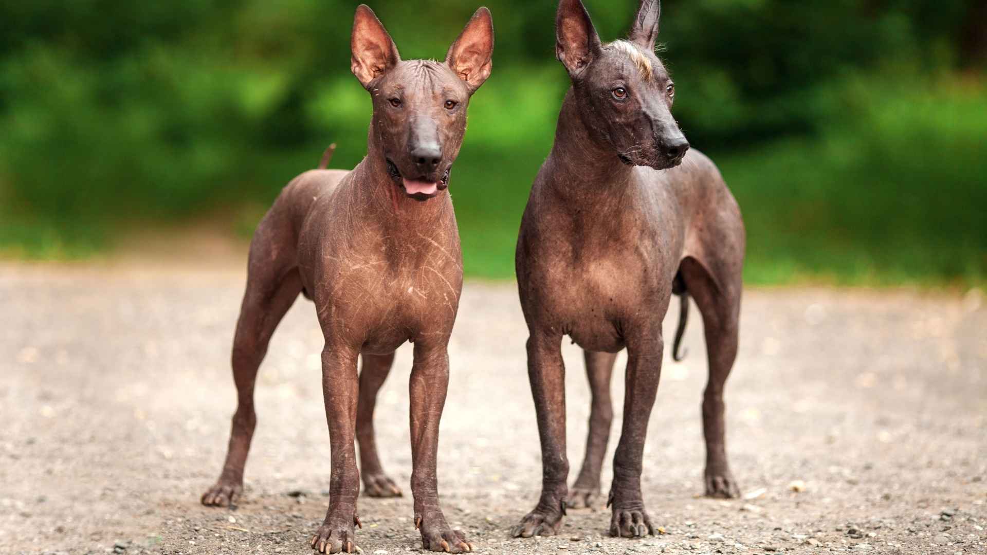 7 Dog Breeds With Mysterious Ancestry: Hidden Histories