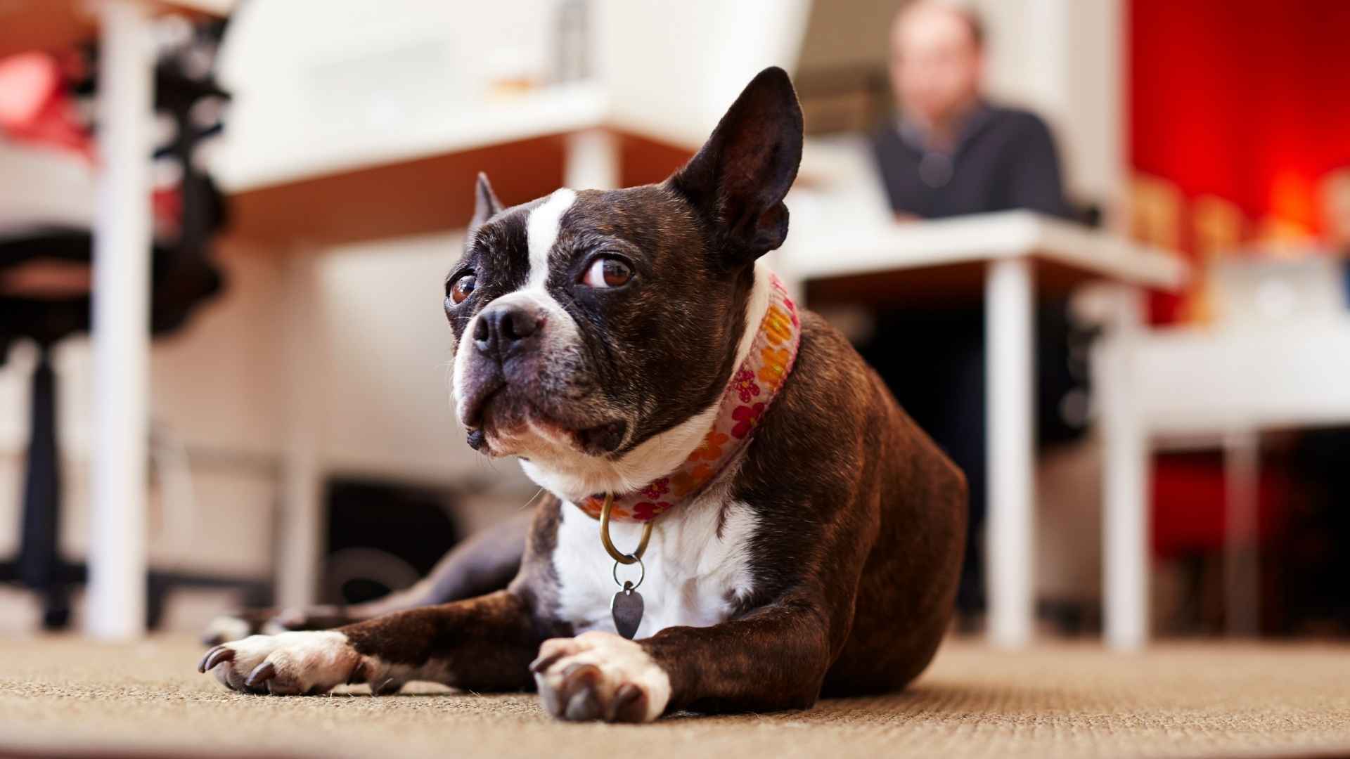 7 Dog Breeds With Natural Curiosity That Just Have to Know Everything