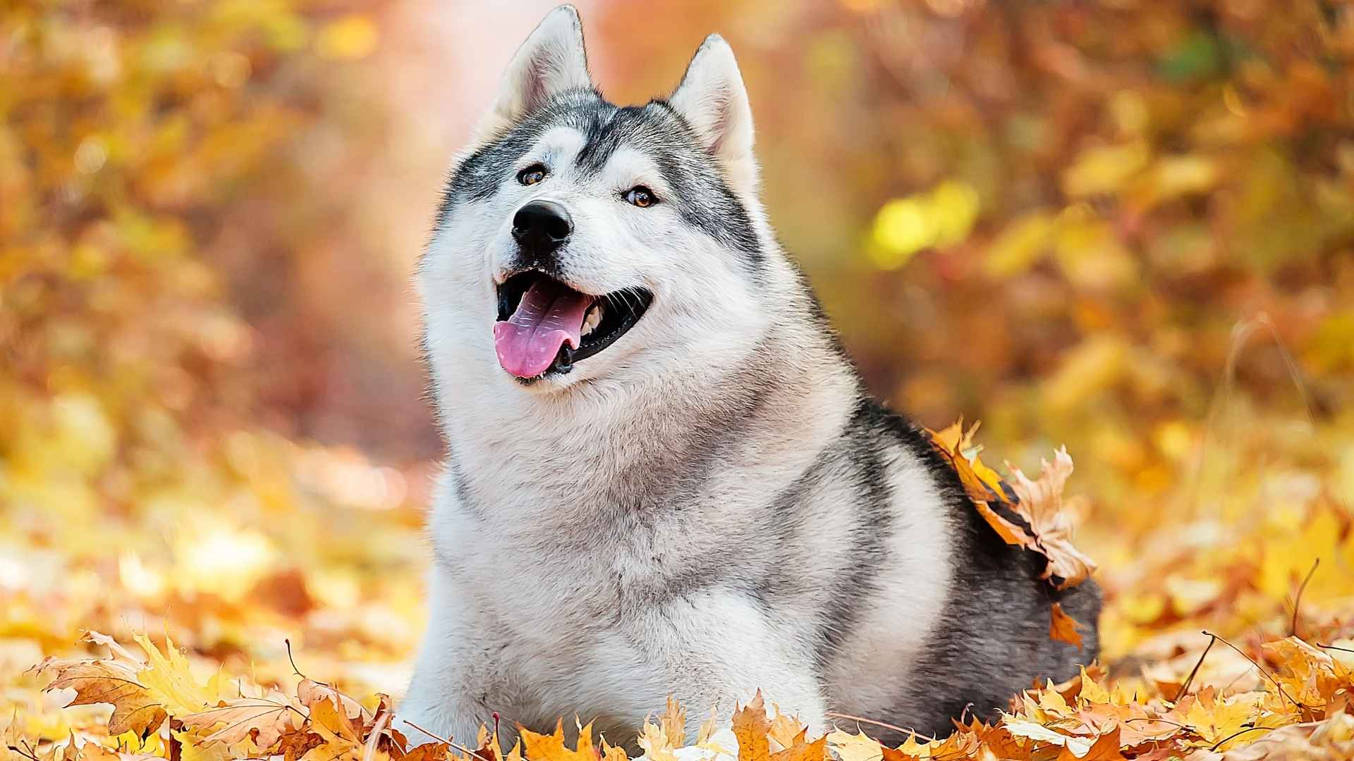 7 Dog Breeds With Naturally Strong Teeth & Minimal Dental Issues