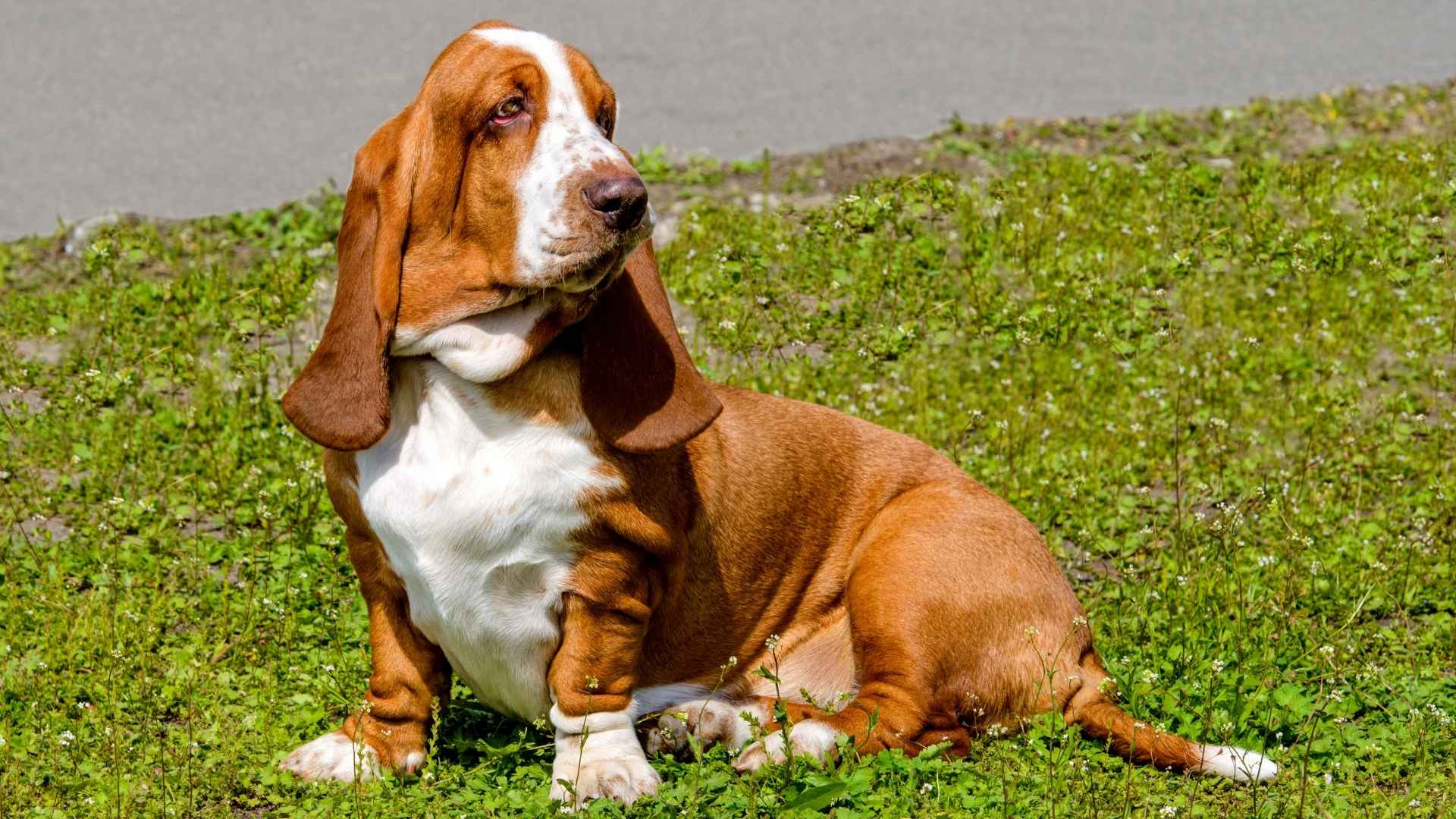7 Dog Breeds With Oversized Ears That Hear Everything (and Look Cute Doing It)