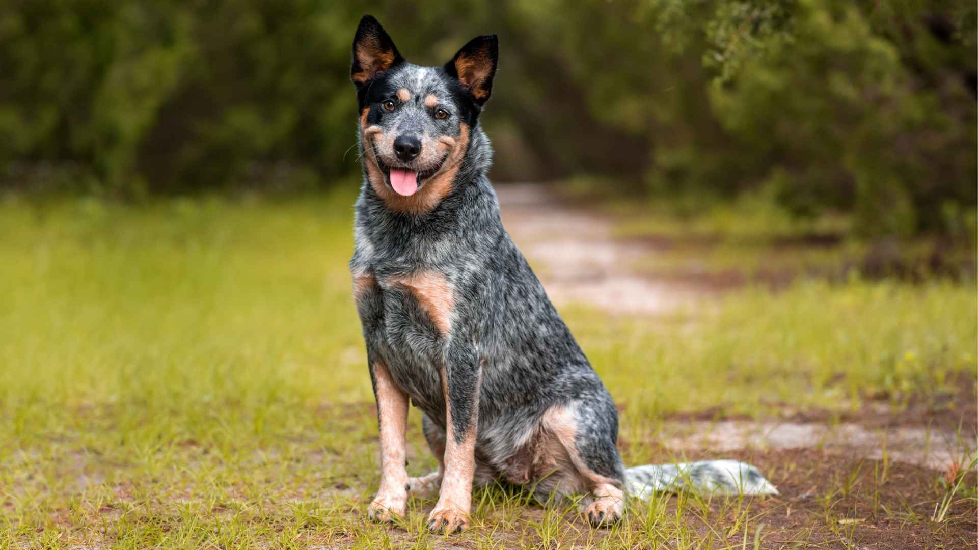 7 Dog Breeds With Pointy Ears That Are Sure to Capture Hearts