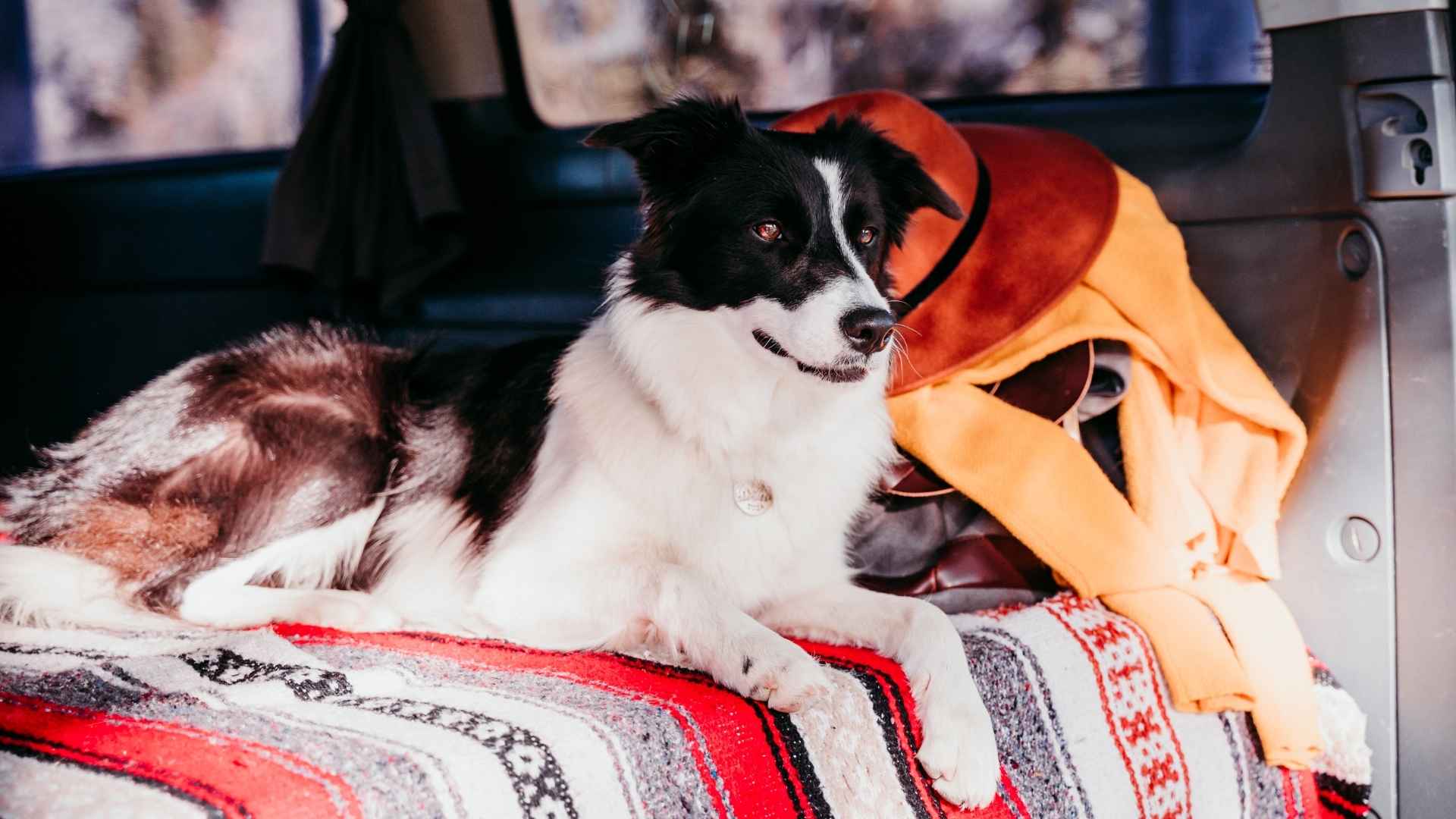 7 Dog Breeds With RV Riding Tolerance for Life on the Road